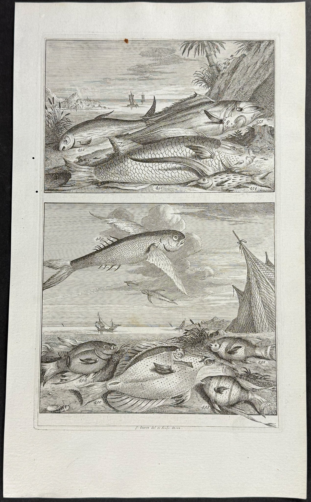 Fish, Sea Life, Flying Fish