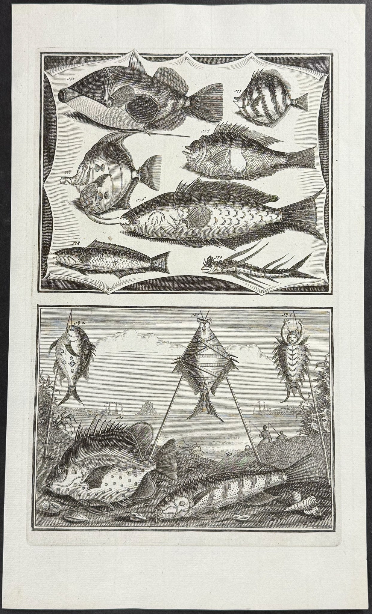 Fish, Sea Life