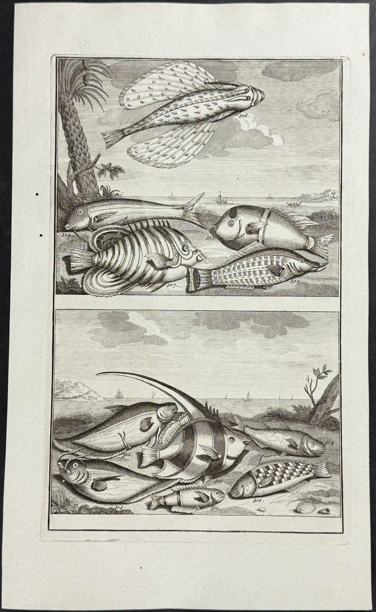 Fish, Sea Life, Flying Fish