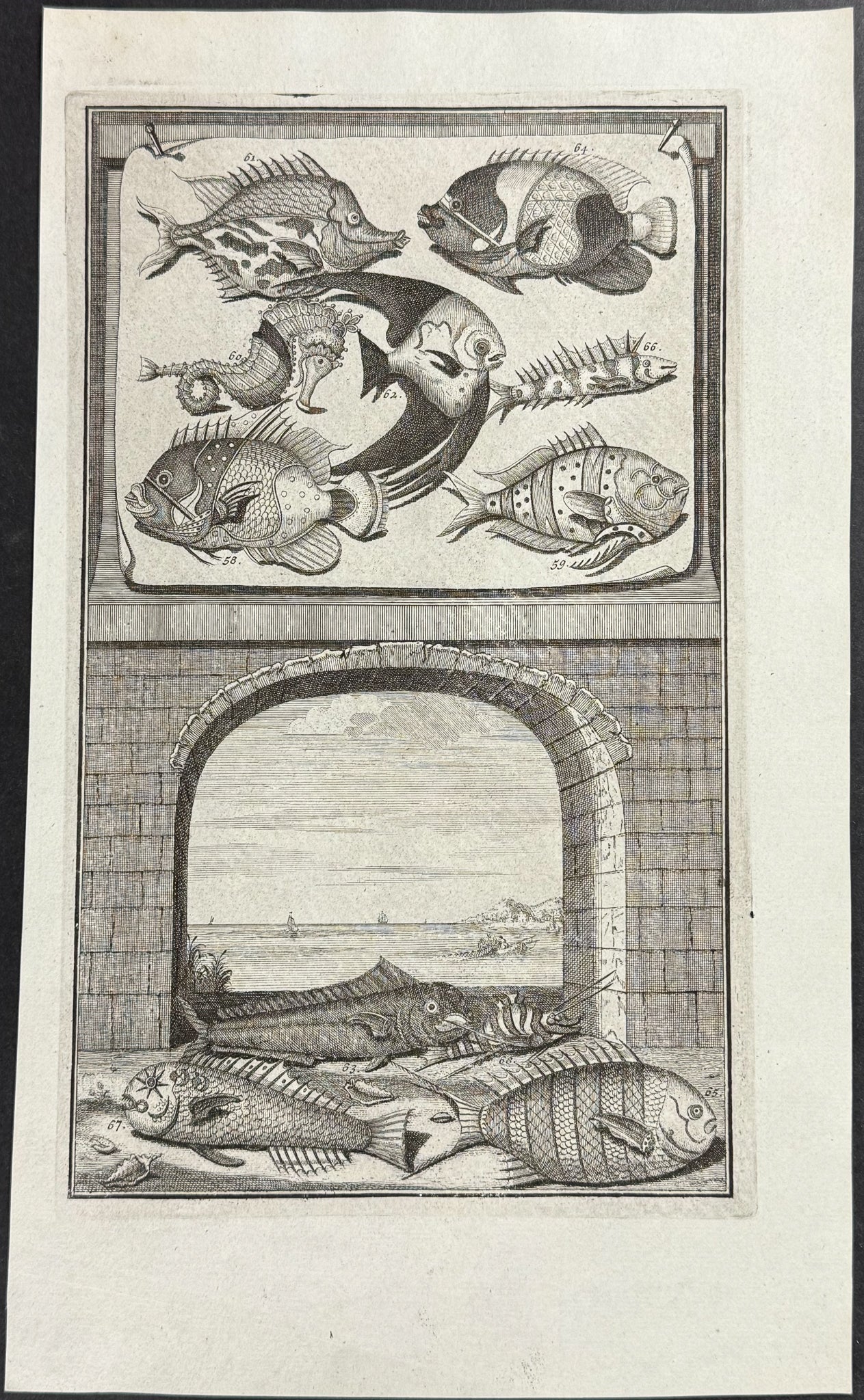 Fish, Sea Life