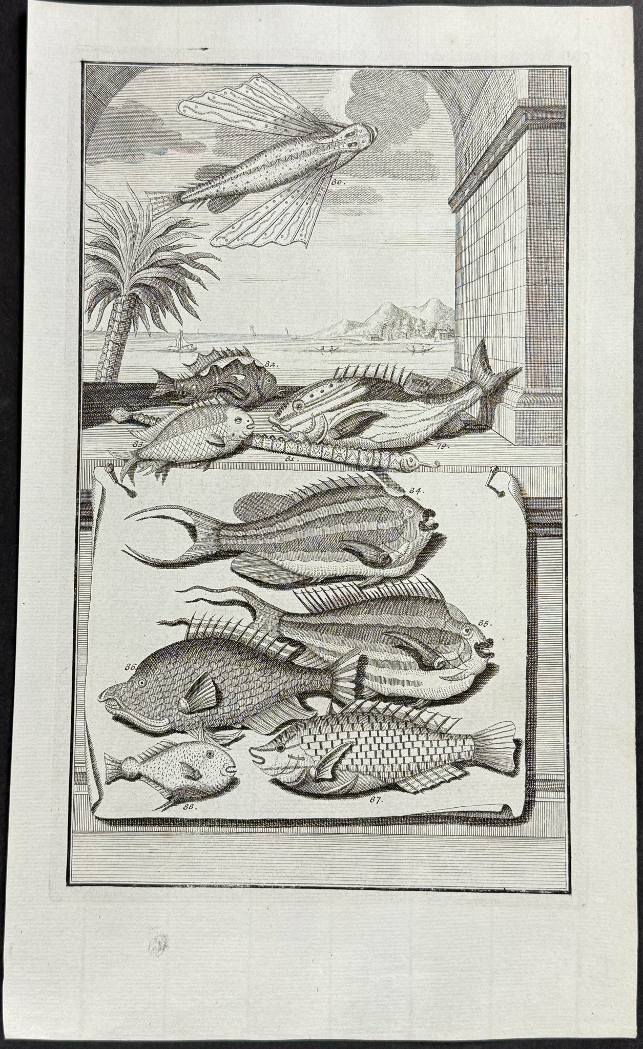 Fish, Sea Life, Flying Fish