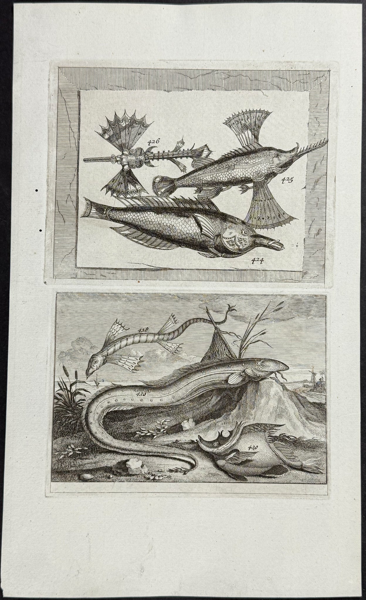 Fish, Sea Life