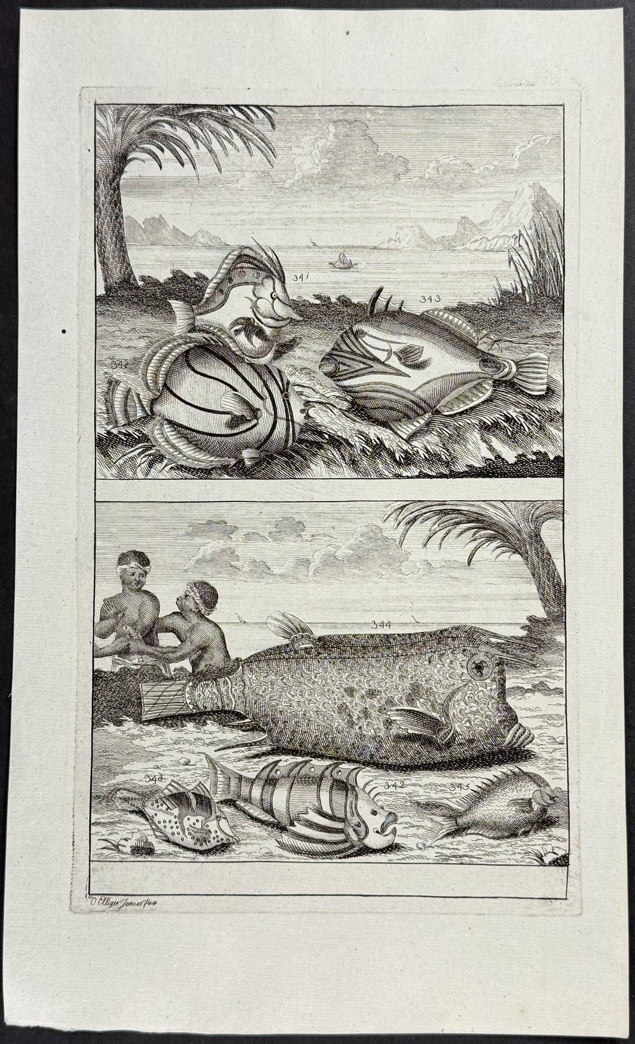 Fish, Sea Life
