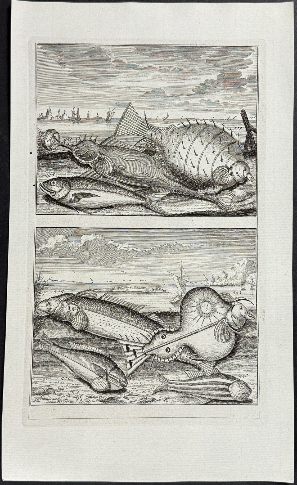 Fish, Sea Life