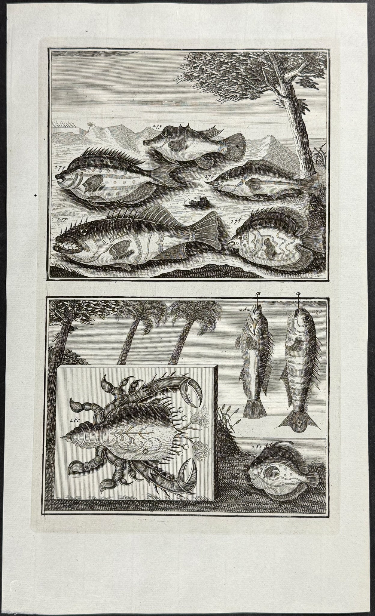 Fish, Sea Life, Crab