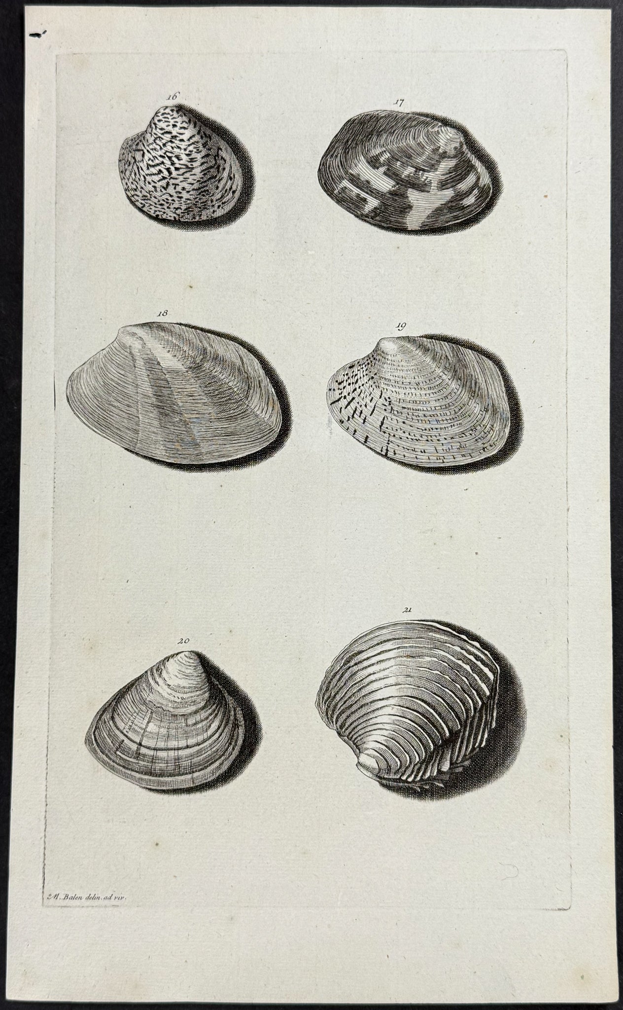 Shells