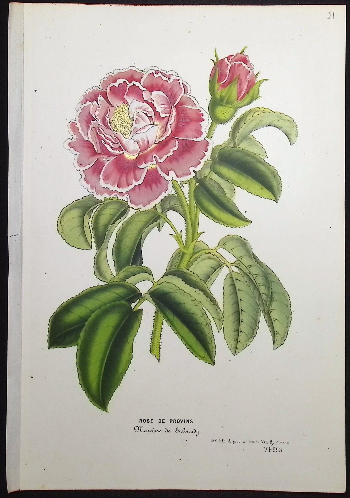 Rose