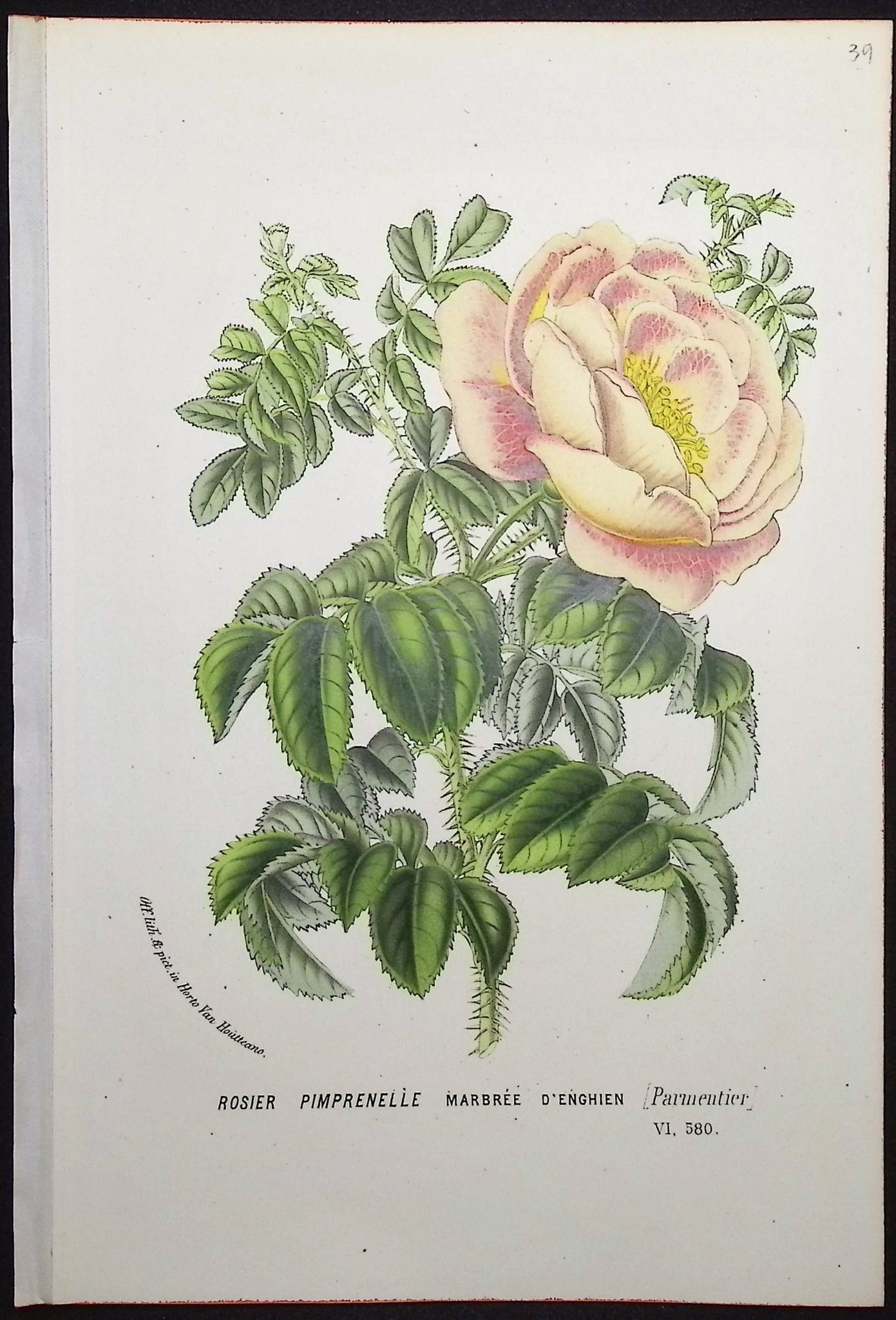 Rose