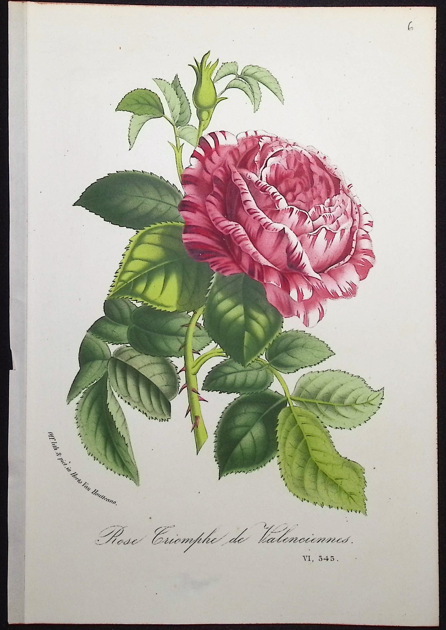 Rose
