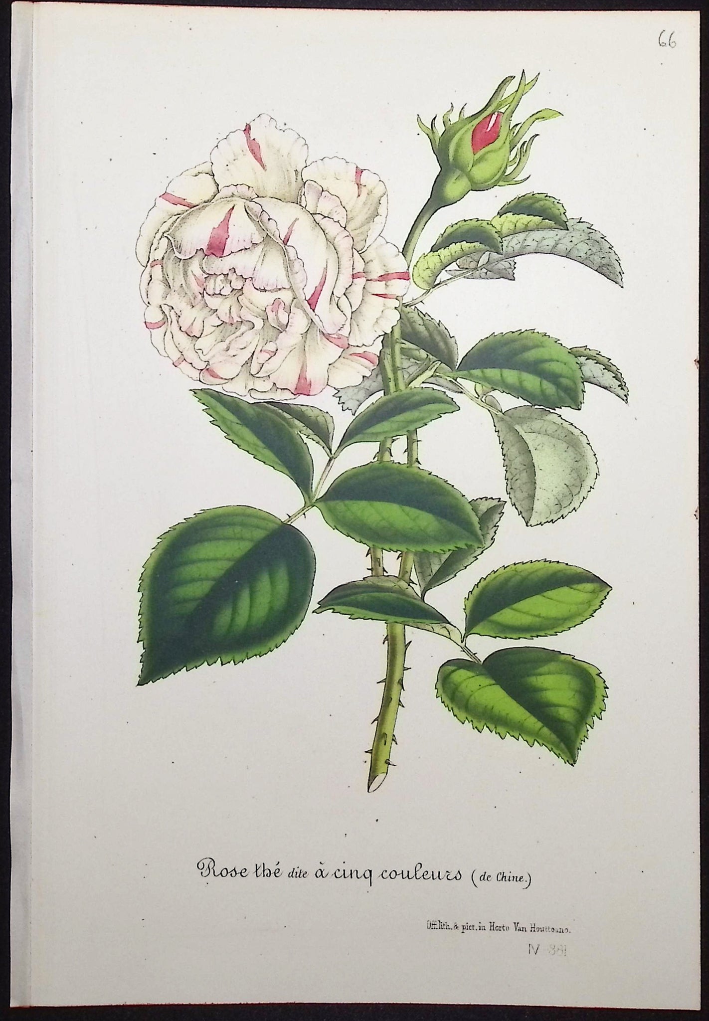 Rose