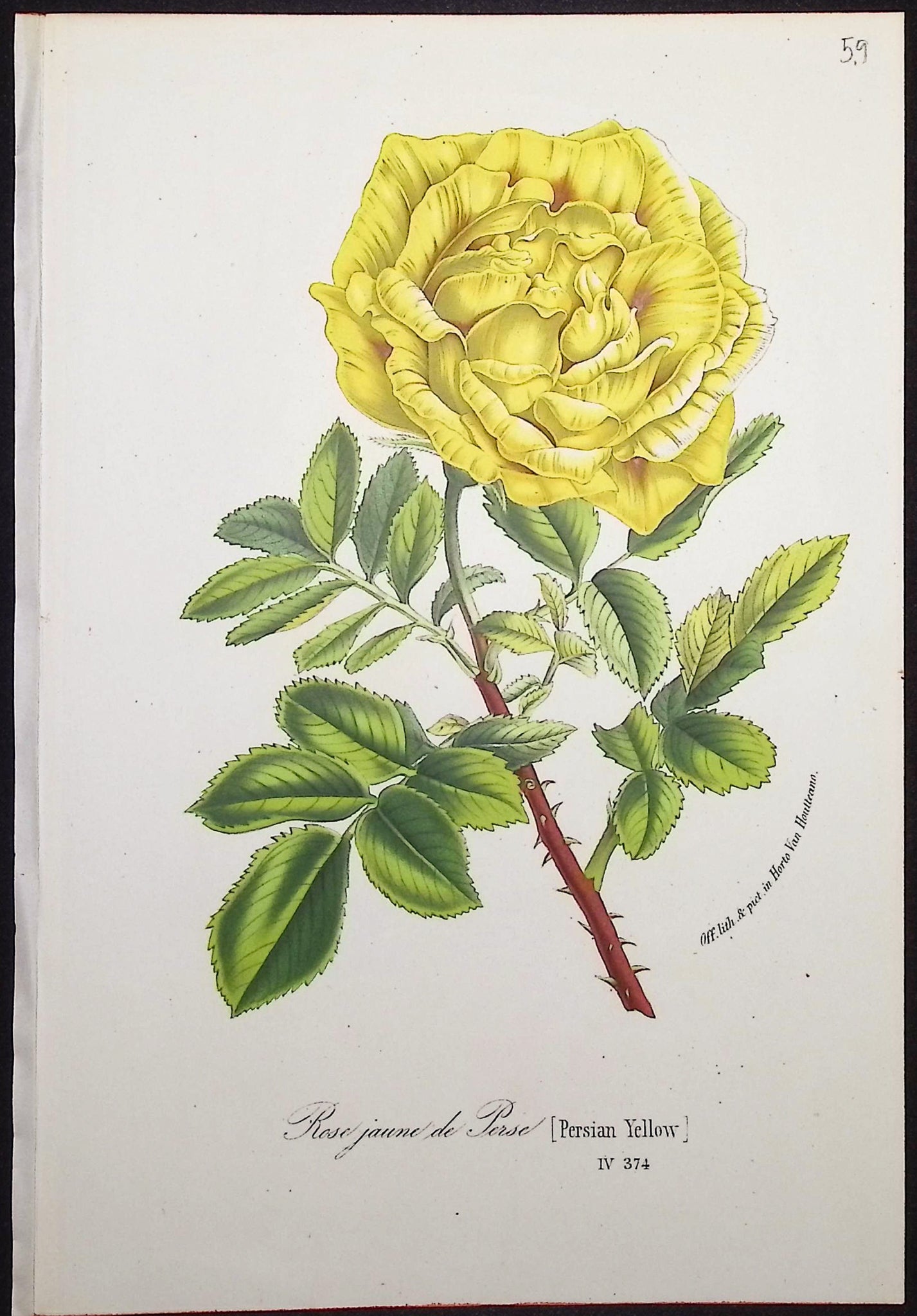Rose