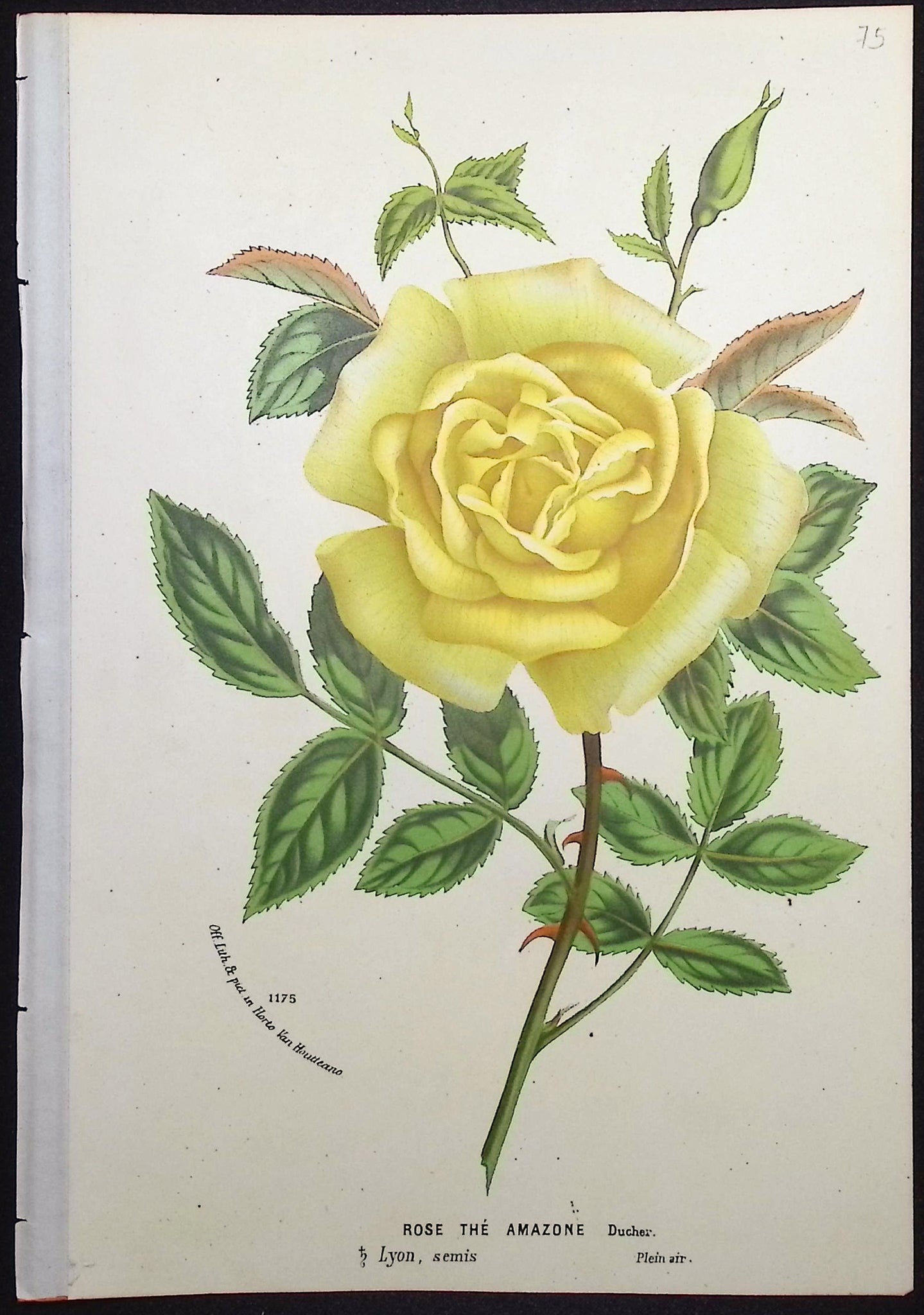 Rose
