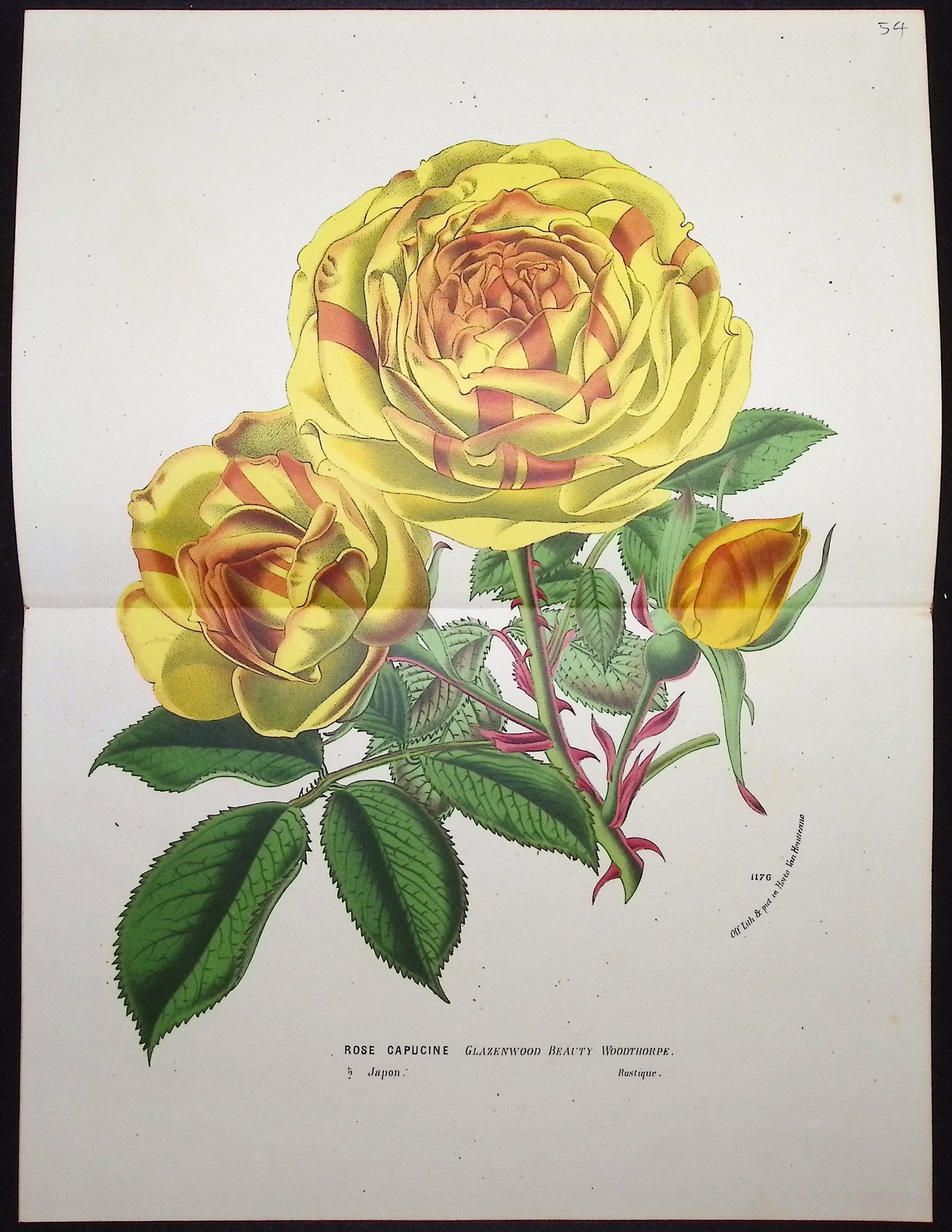 Rose