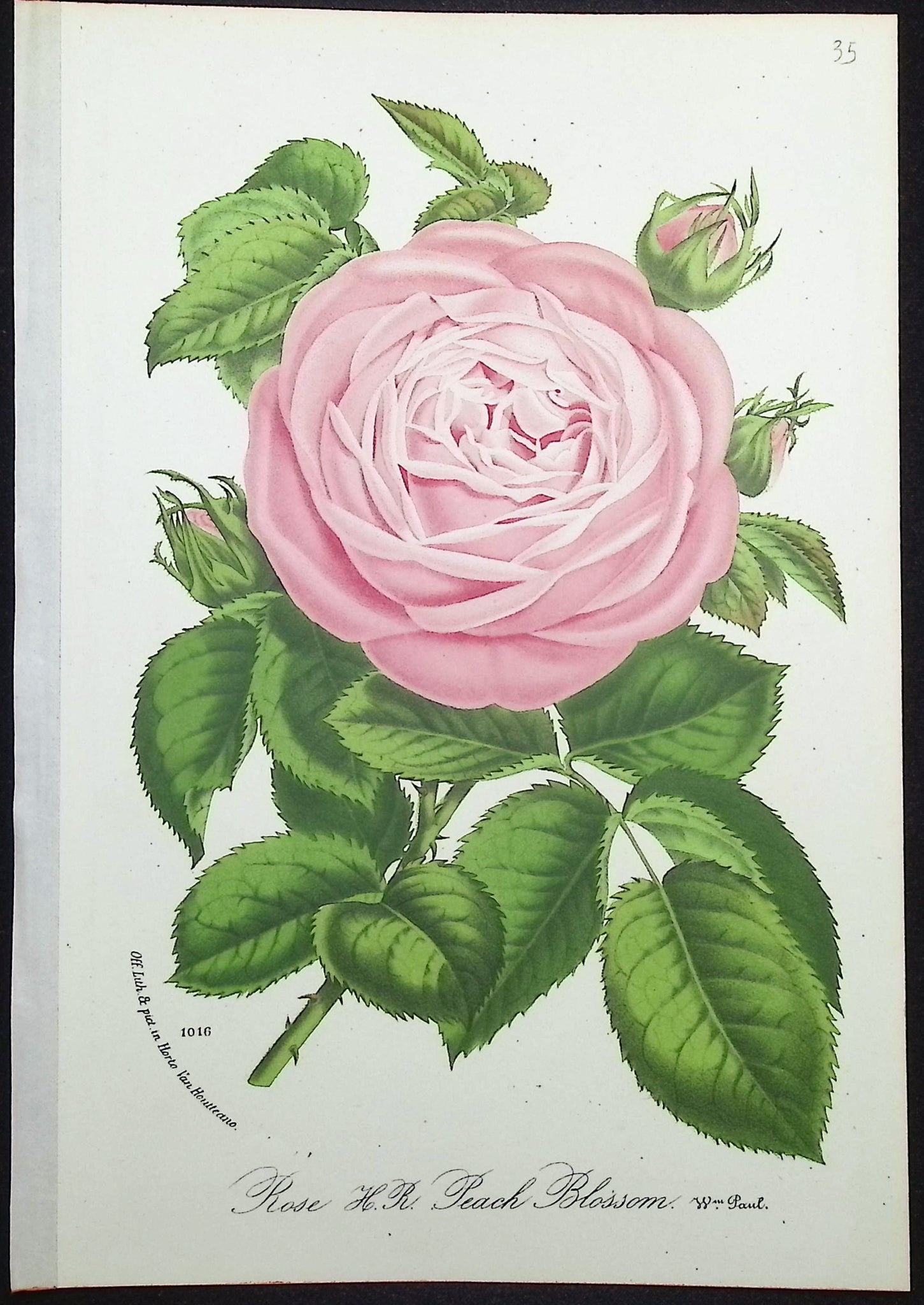 Rose