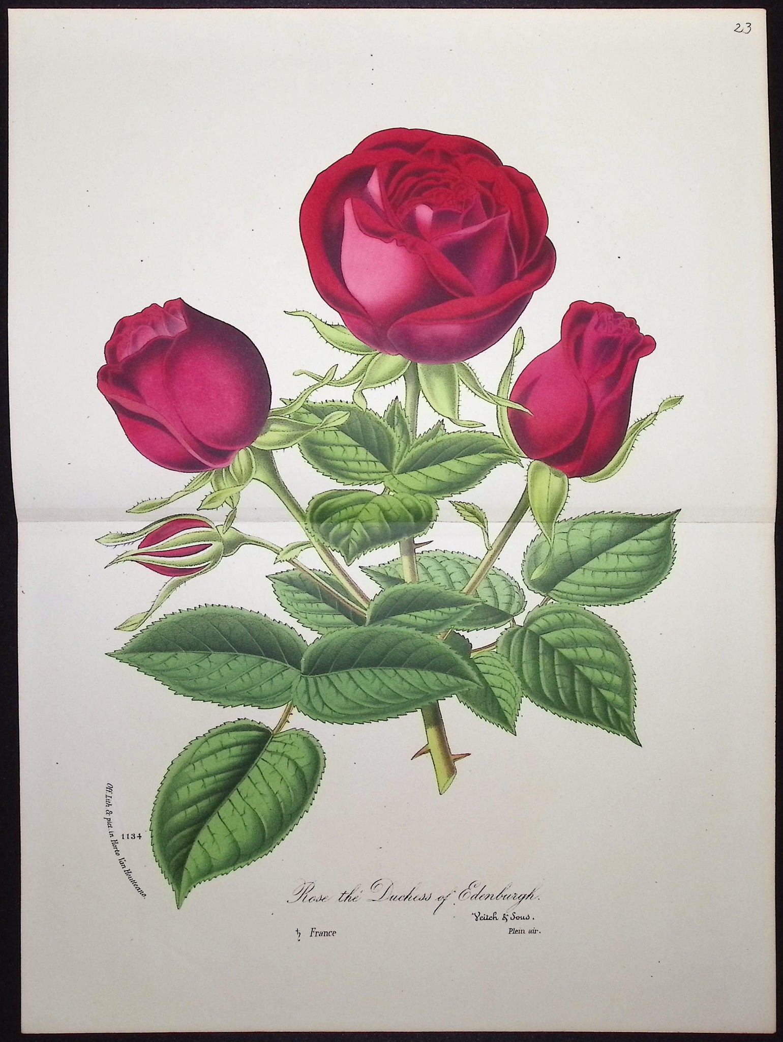 Rose