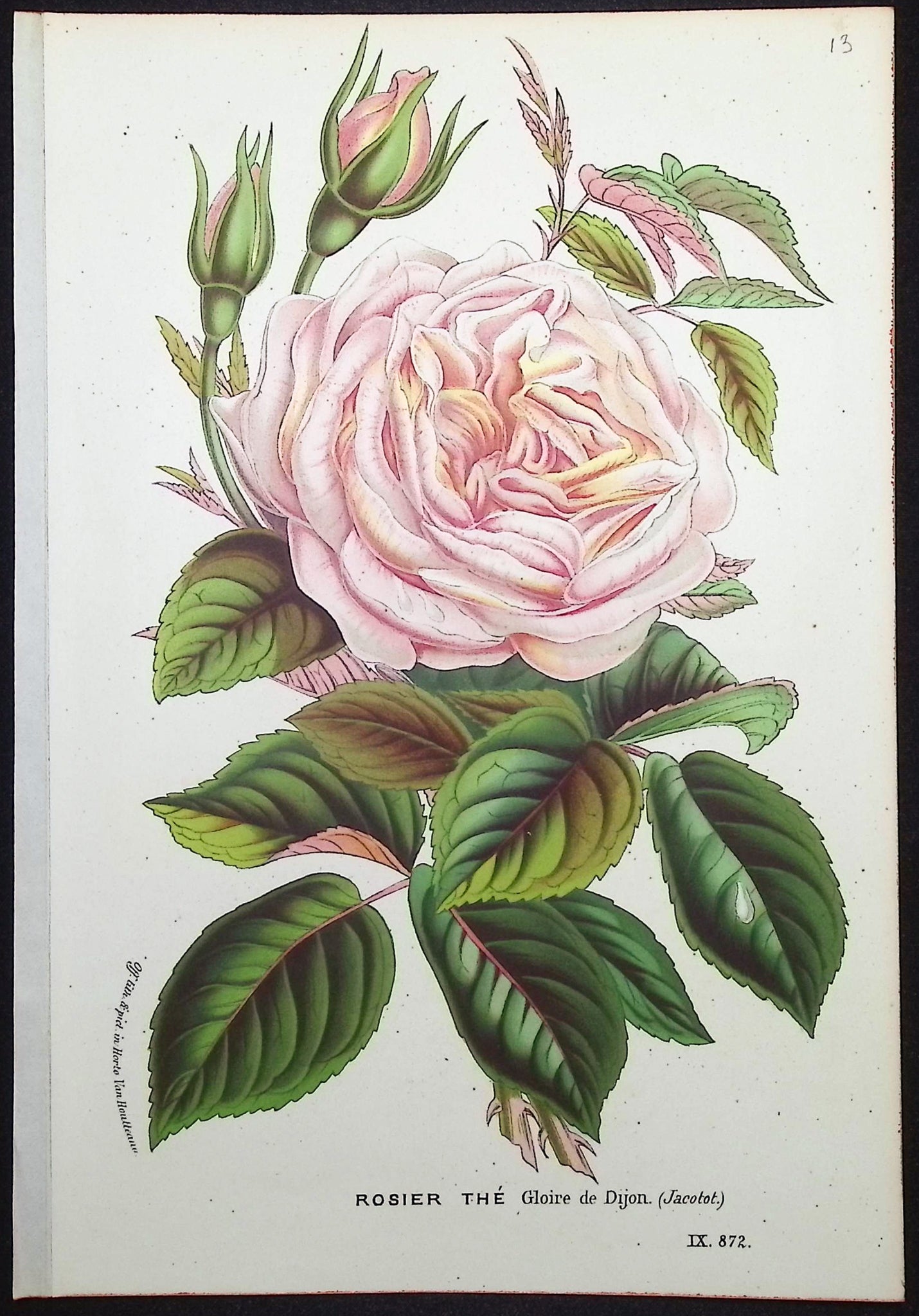 Rose