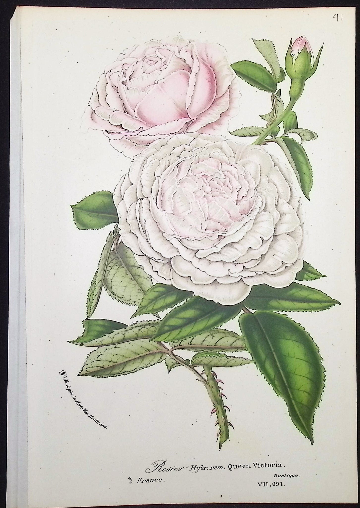 Rose