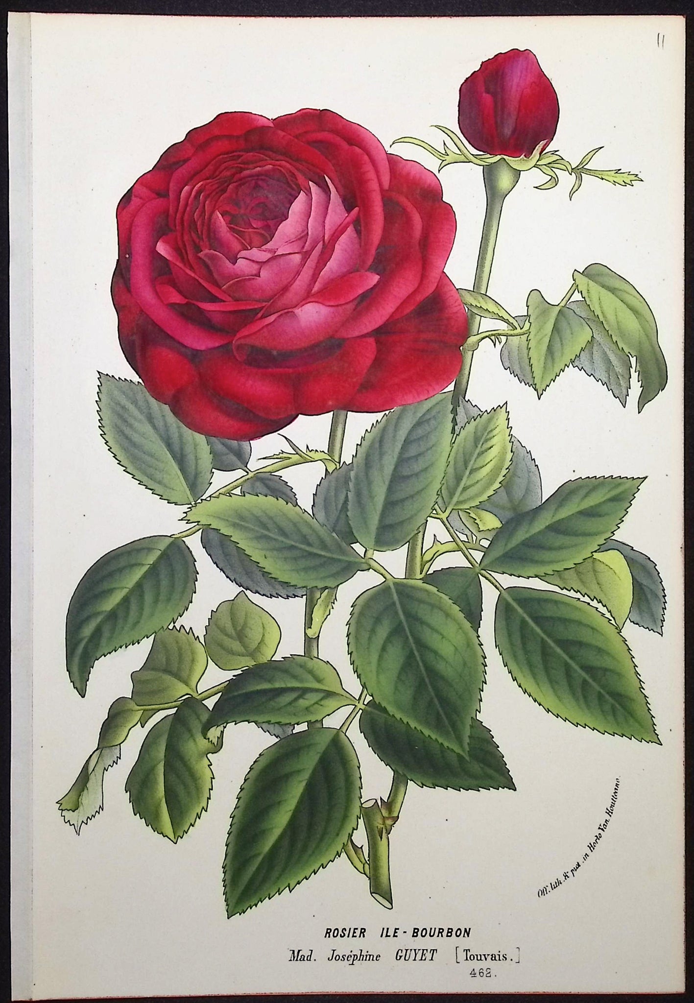 Rose