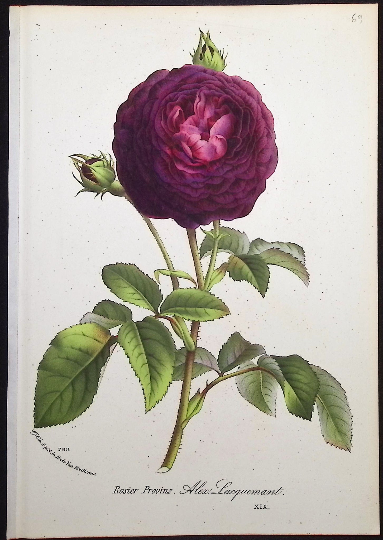 Rose