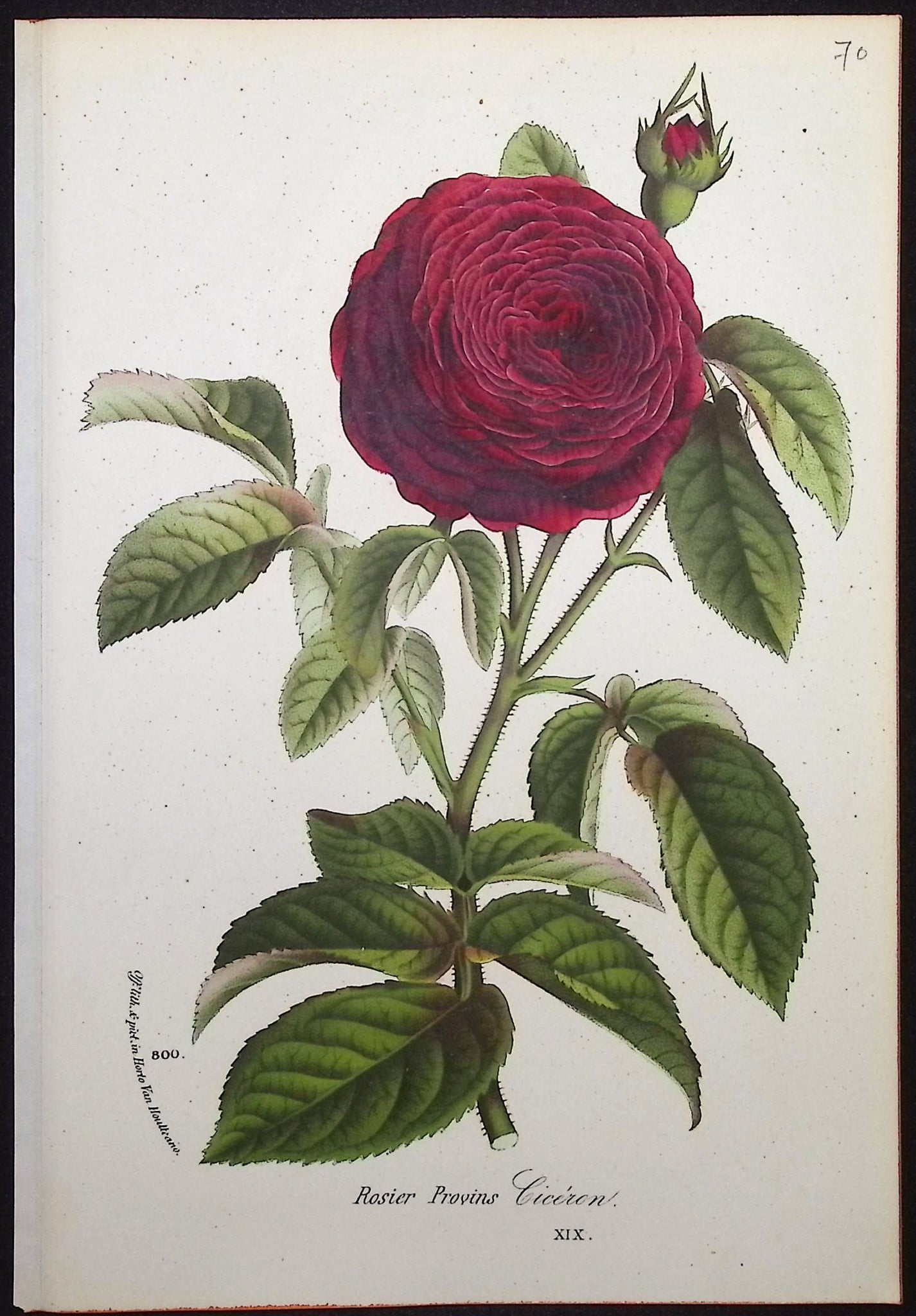 Rose