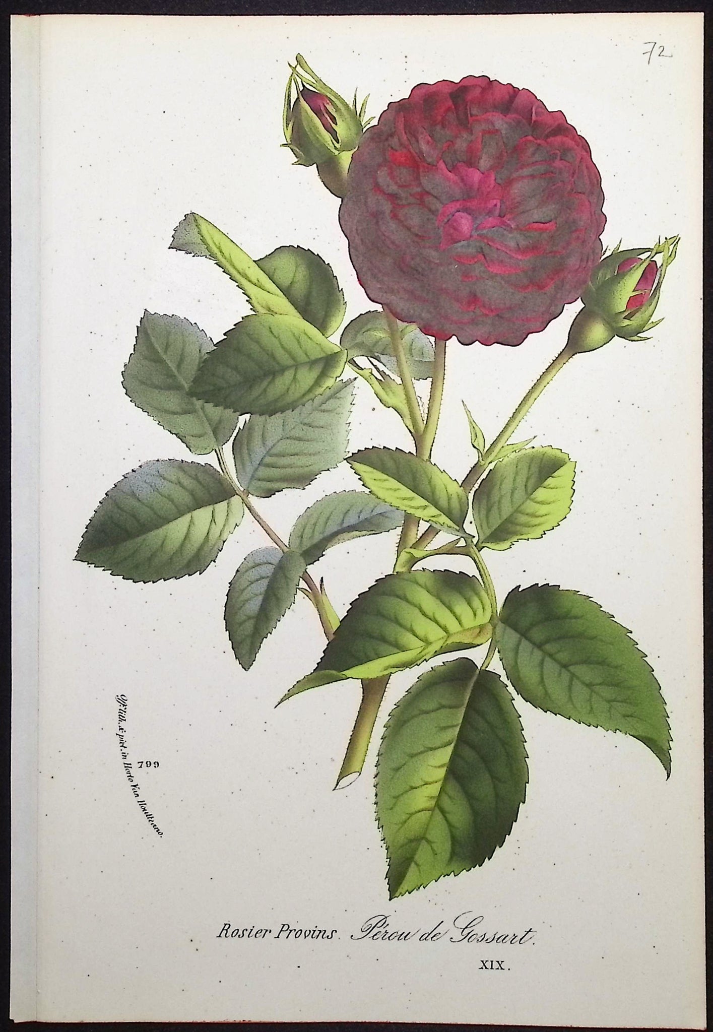 Rose