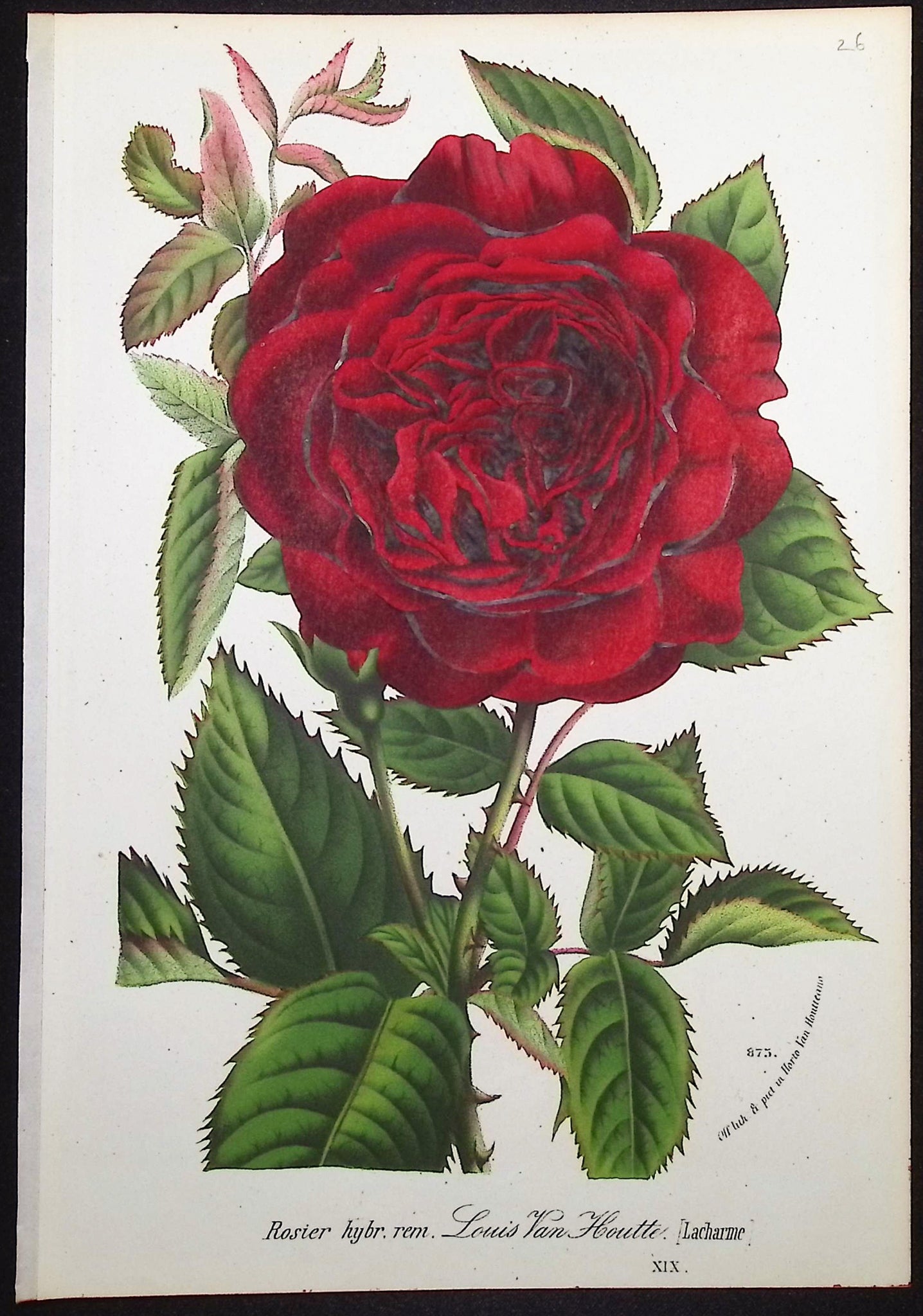 Rose