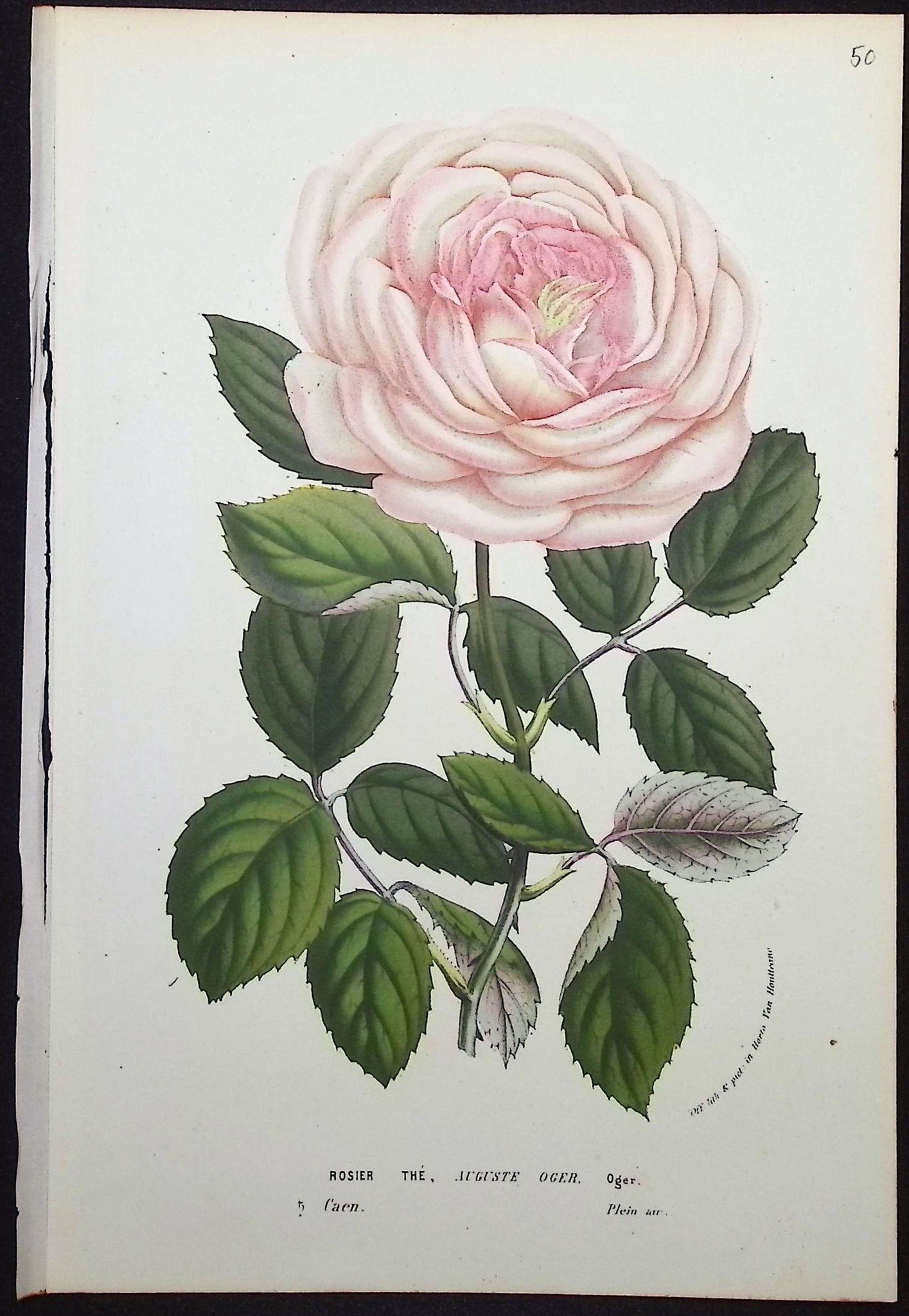 Rose