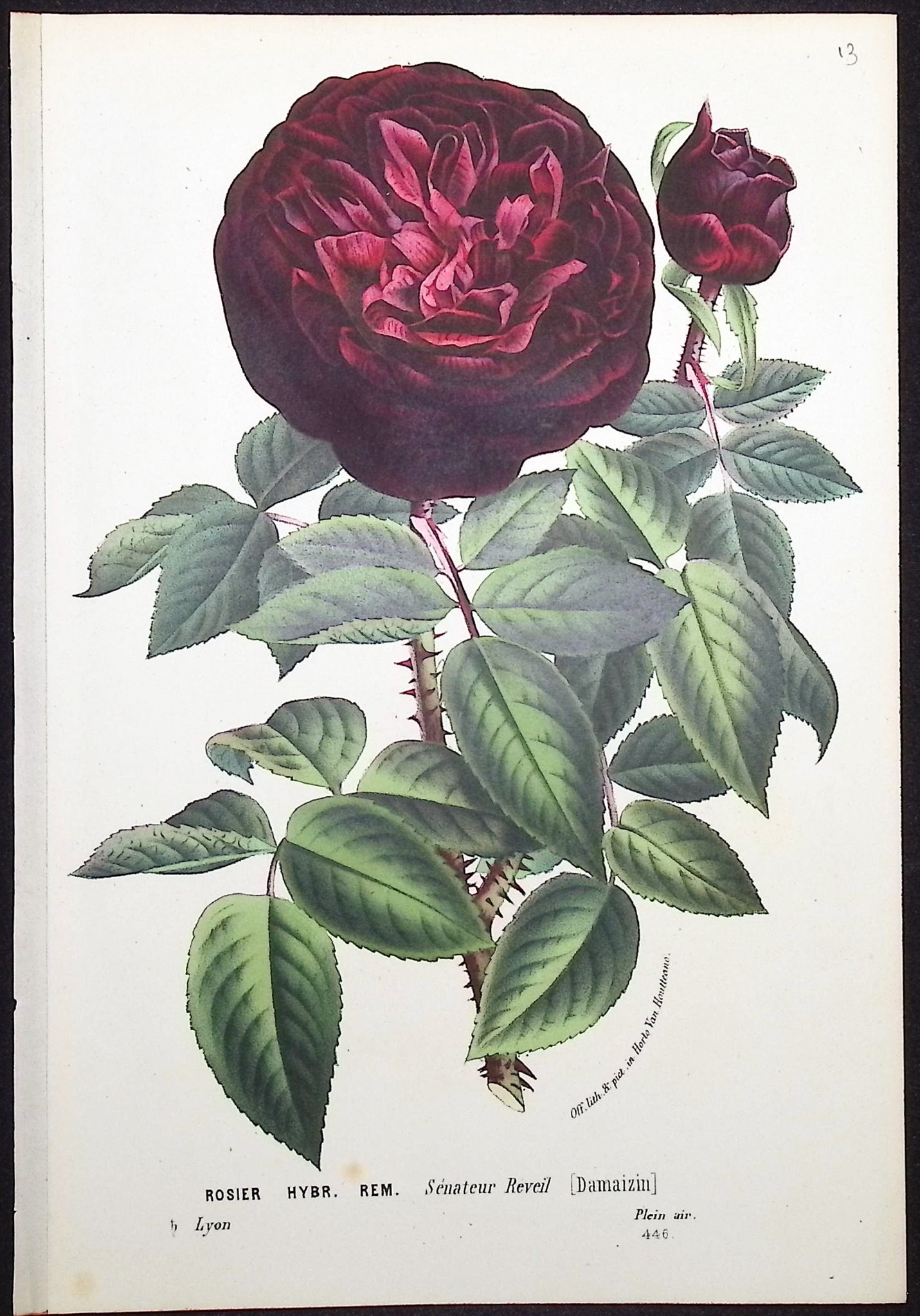 Rose