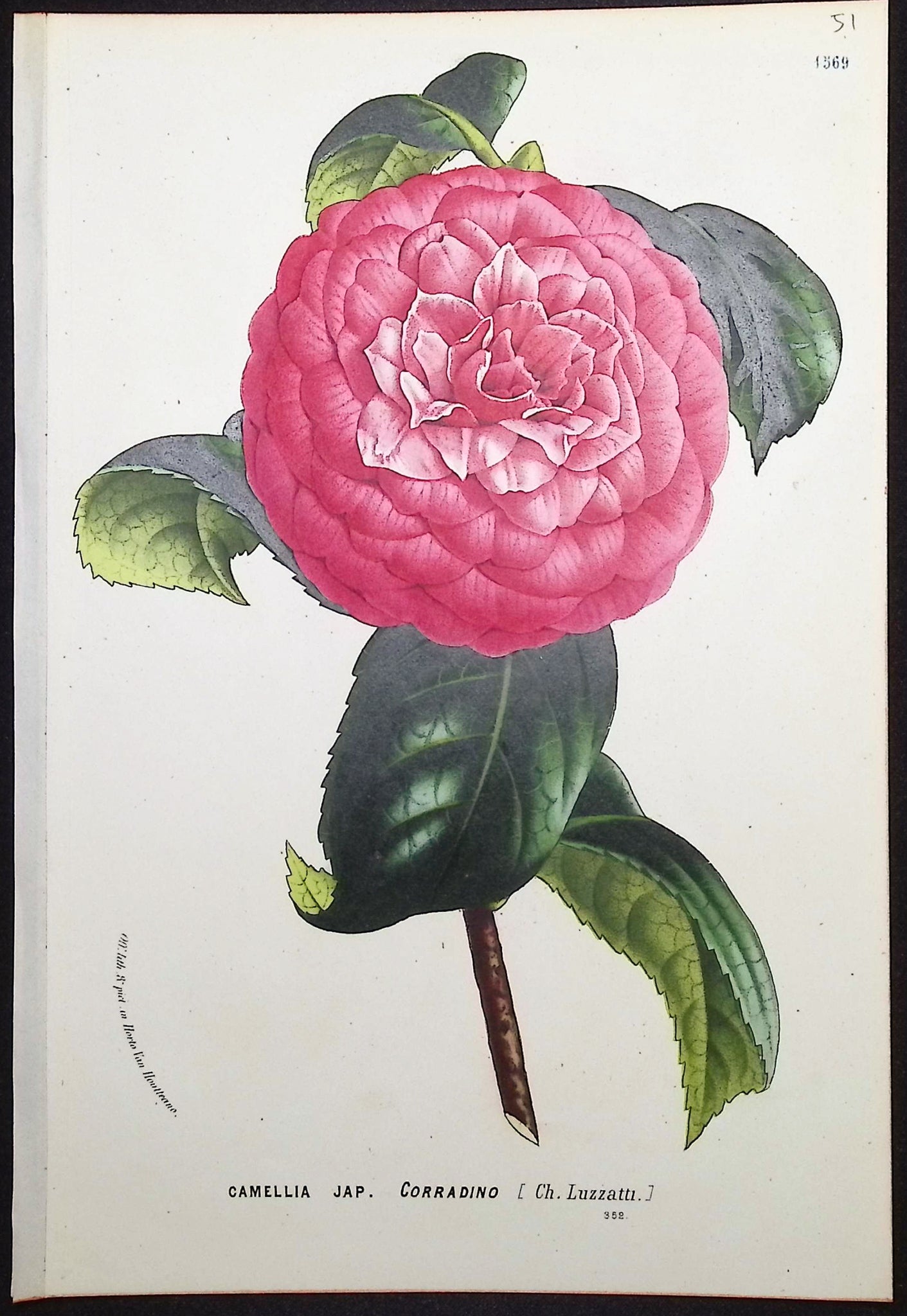 Camellia