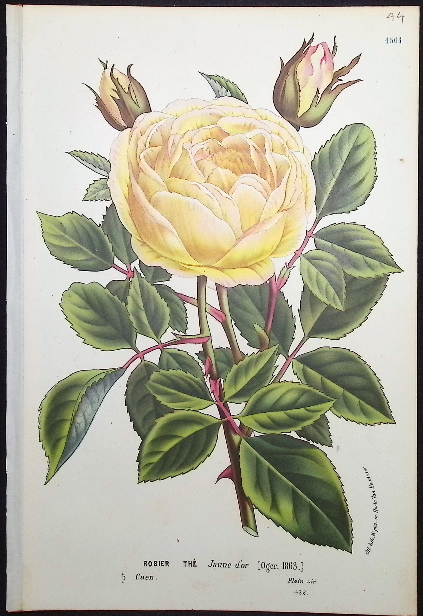 Rose