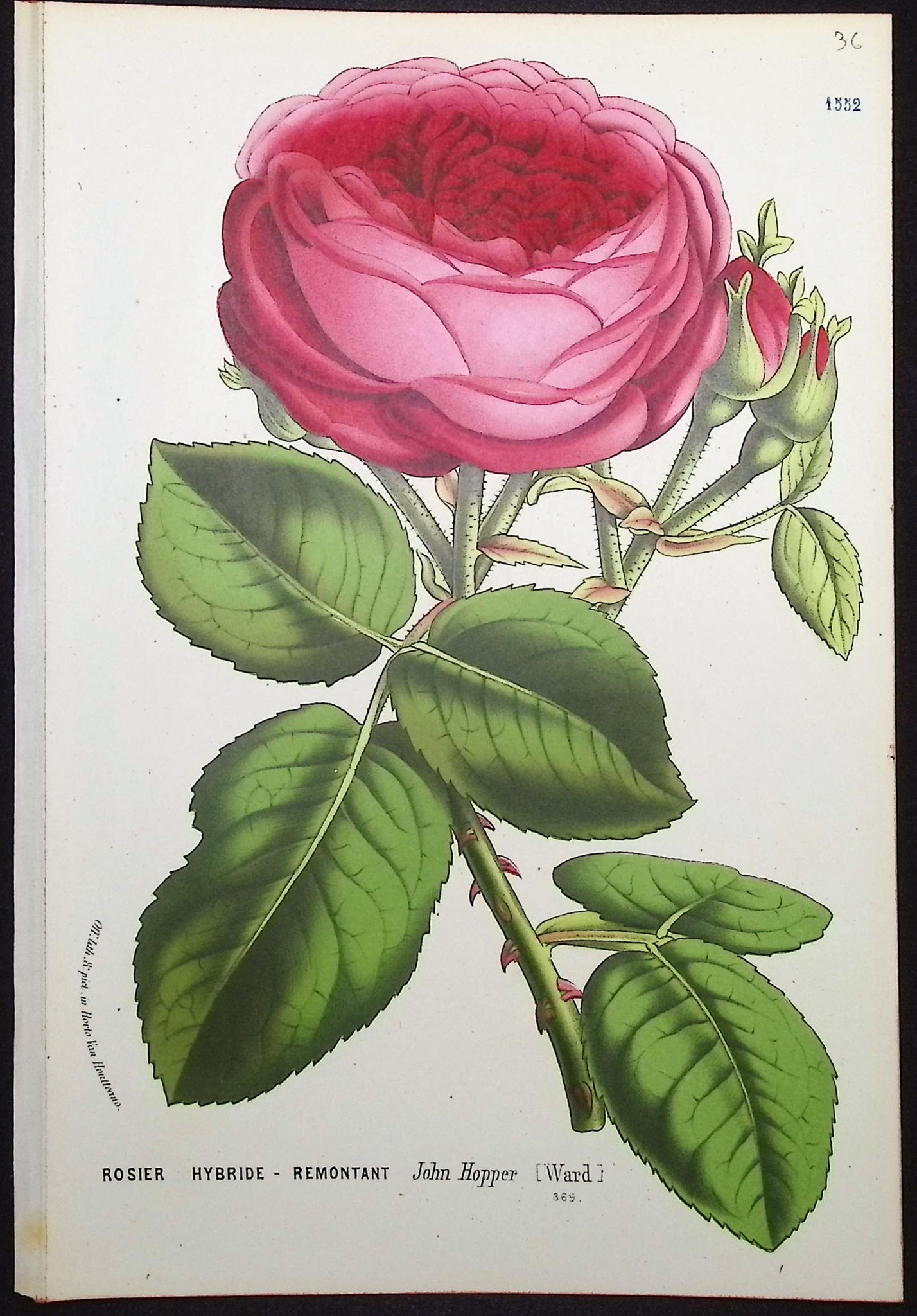 Rose