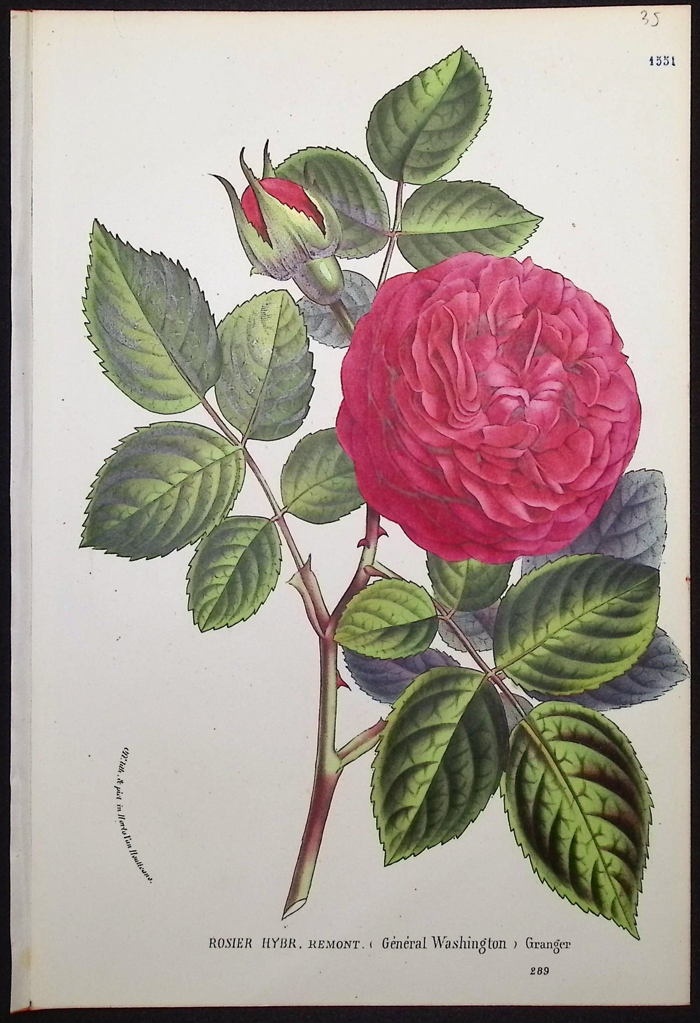 Rose