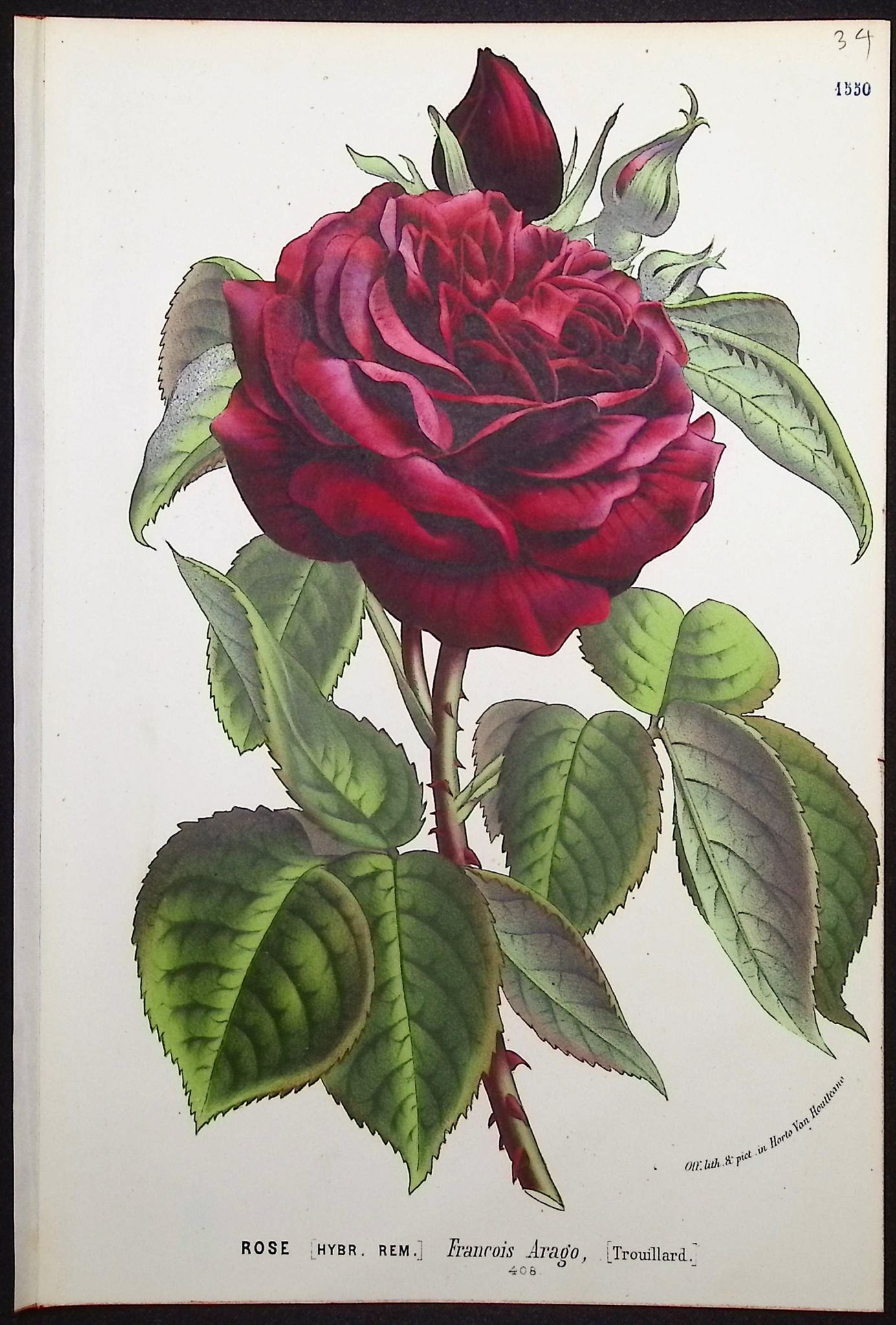 Rose