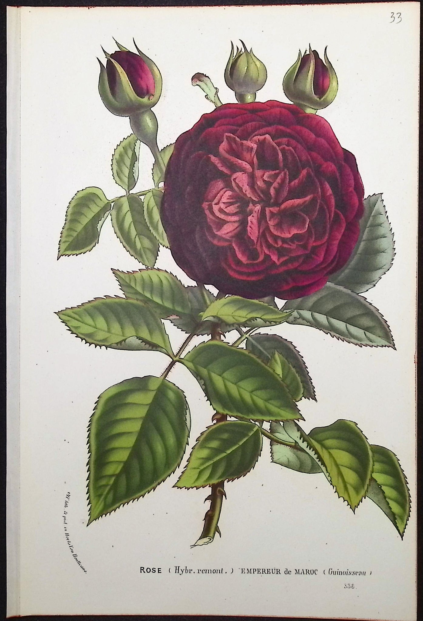 Rose