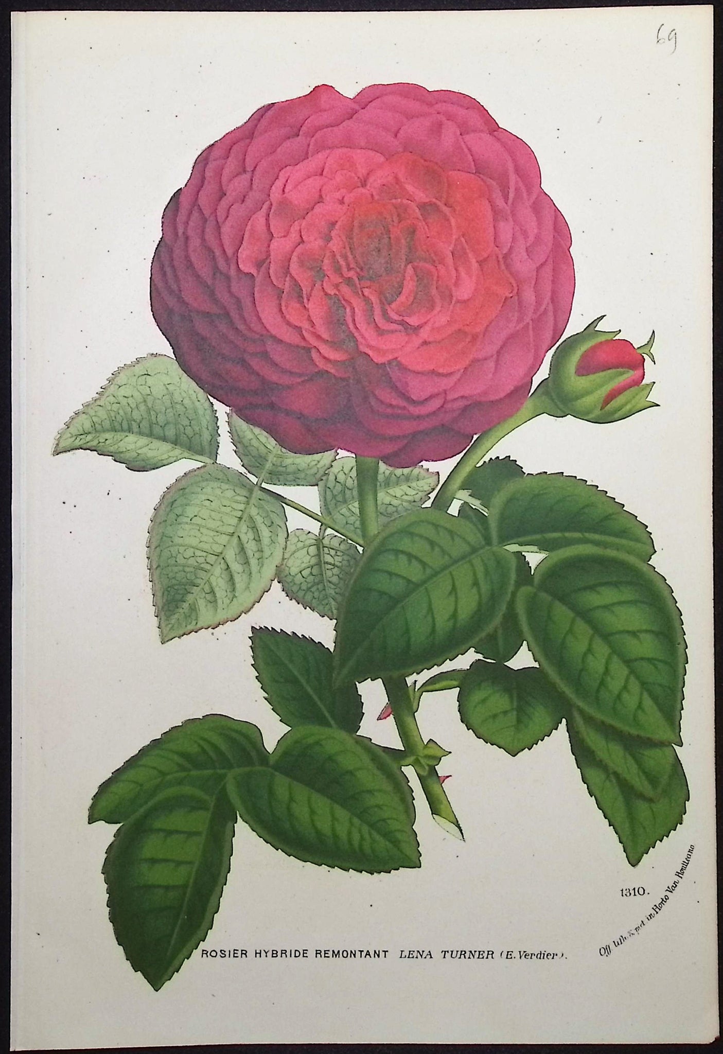 Rose