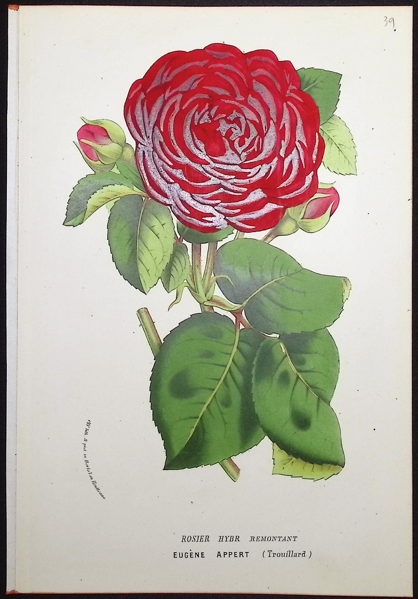 Rose
