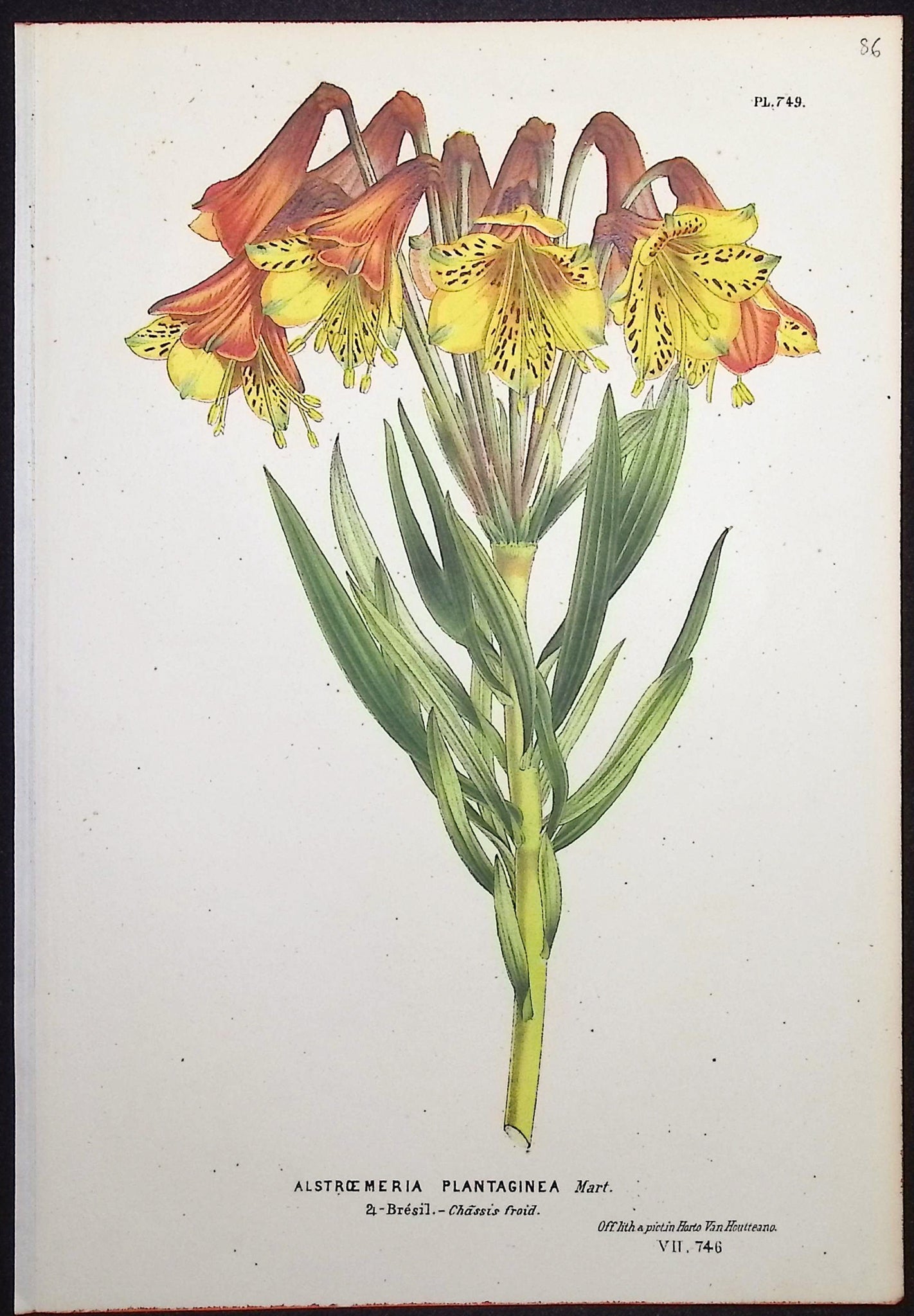 Lily