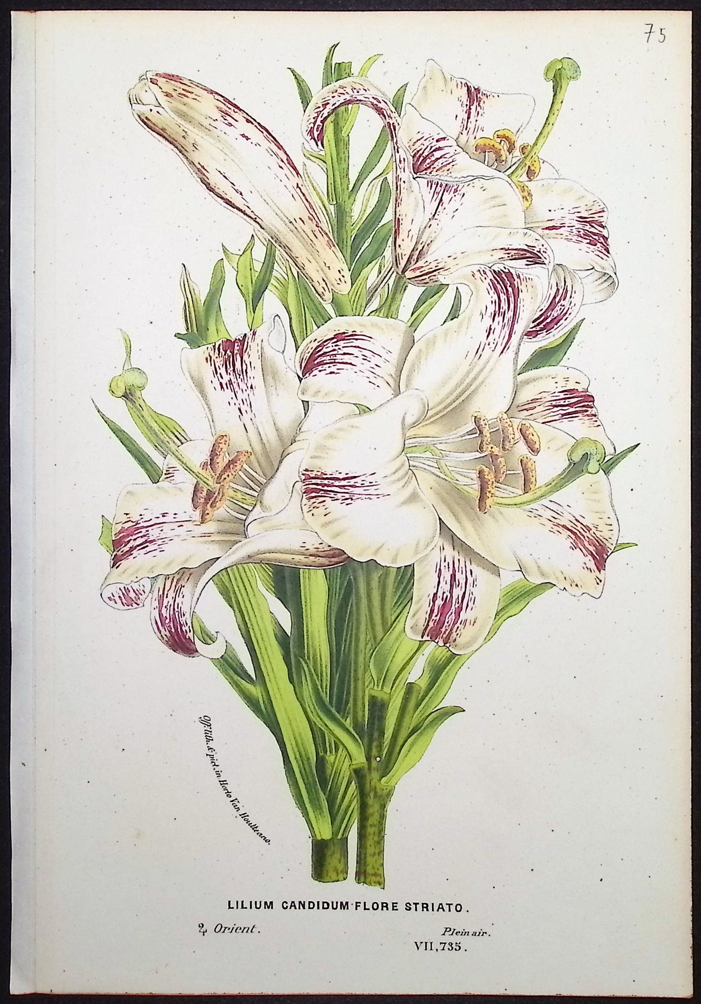 Lily