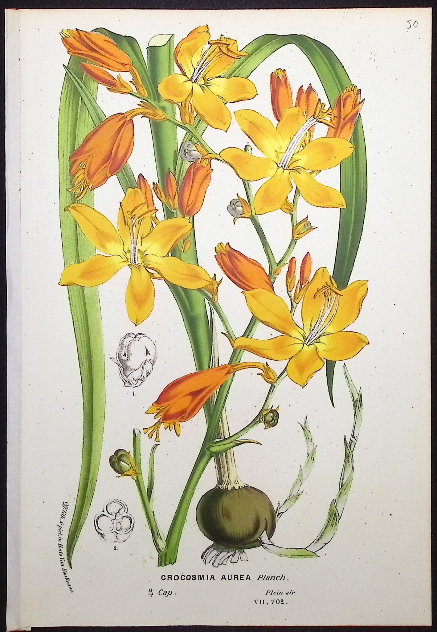 Lily