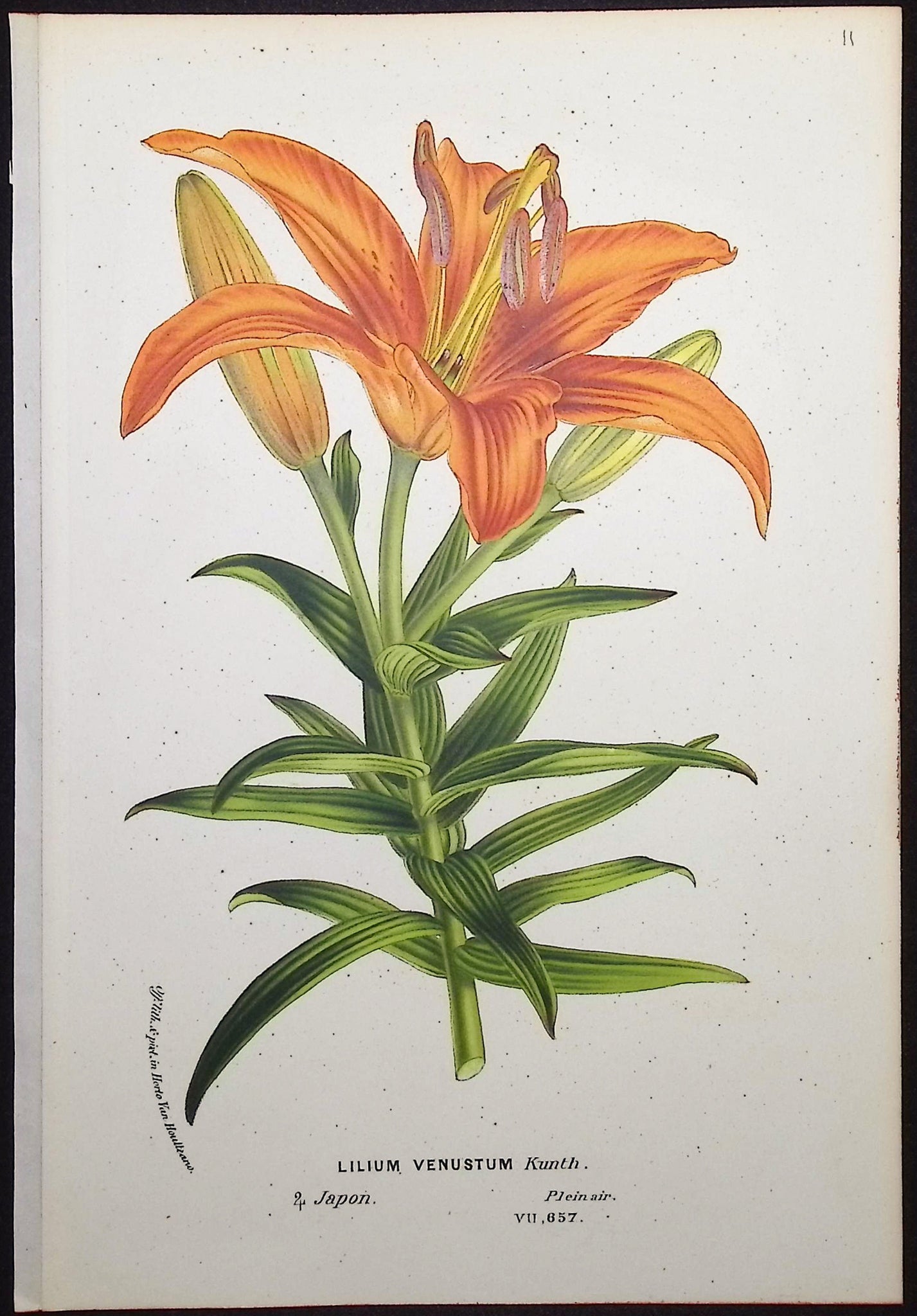 Lily