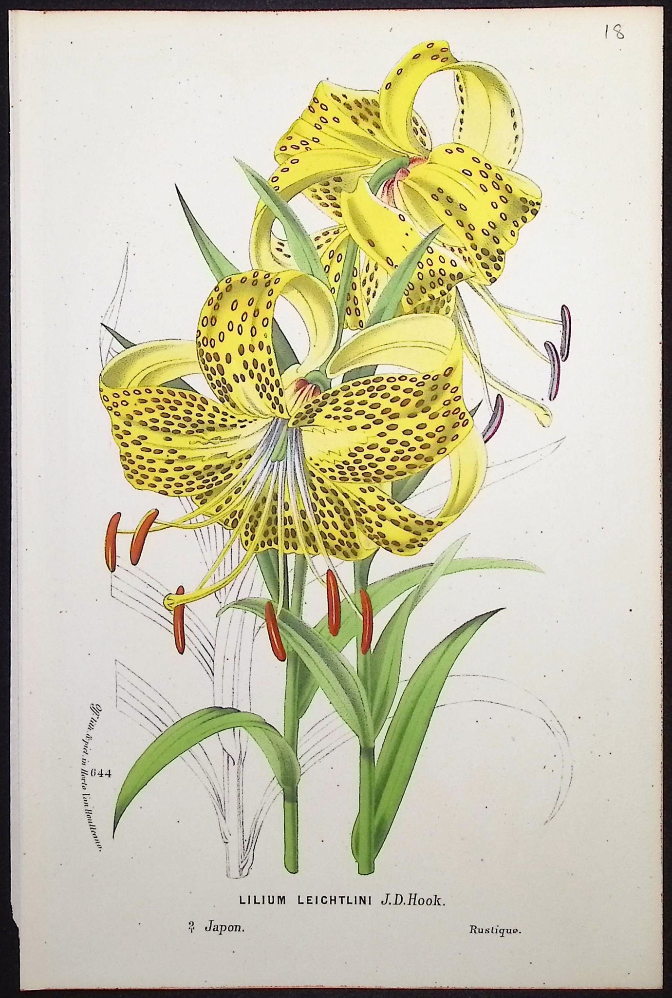 Lily
