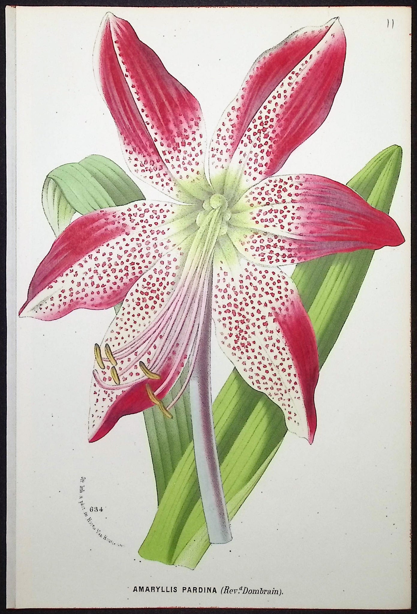 Lily