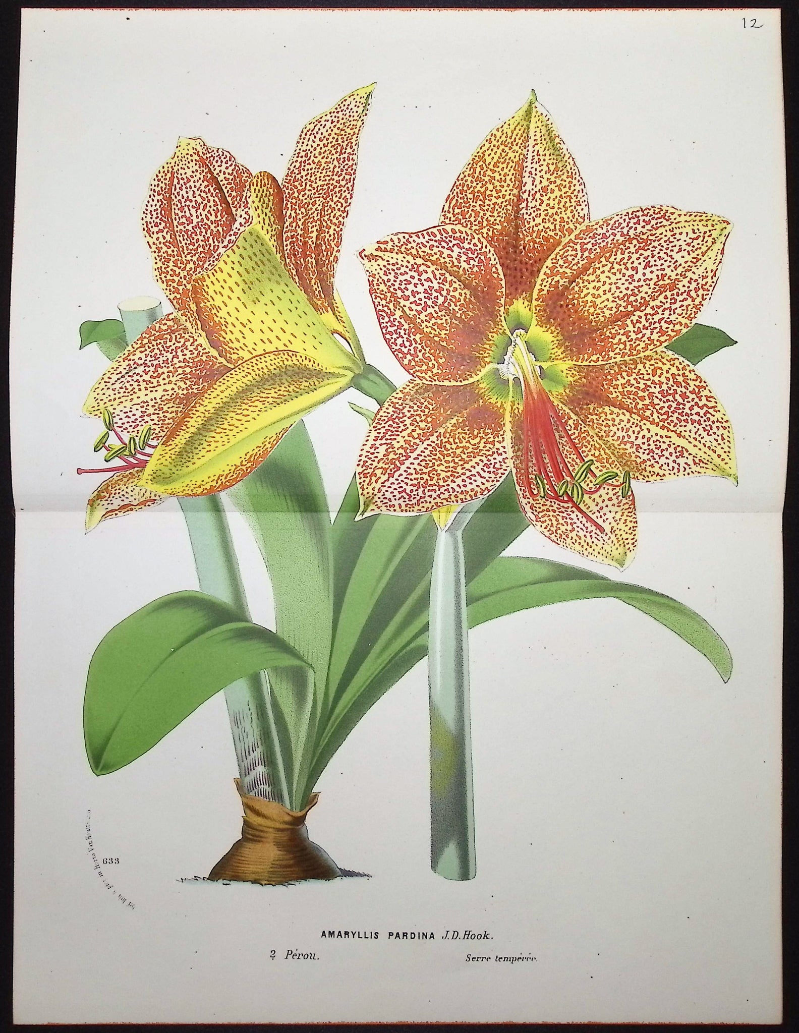 Lily