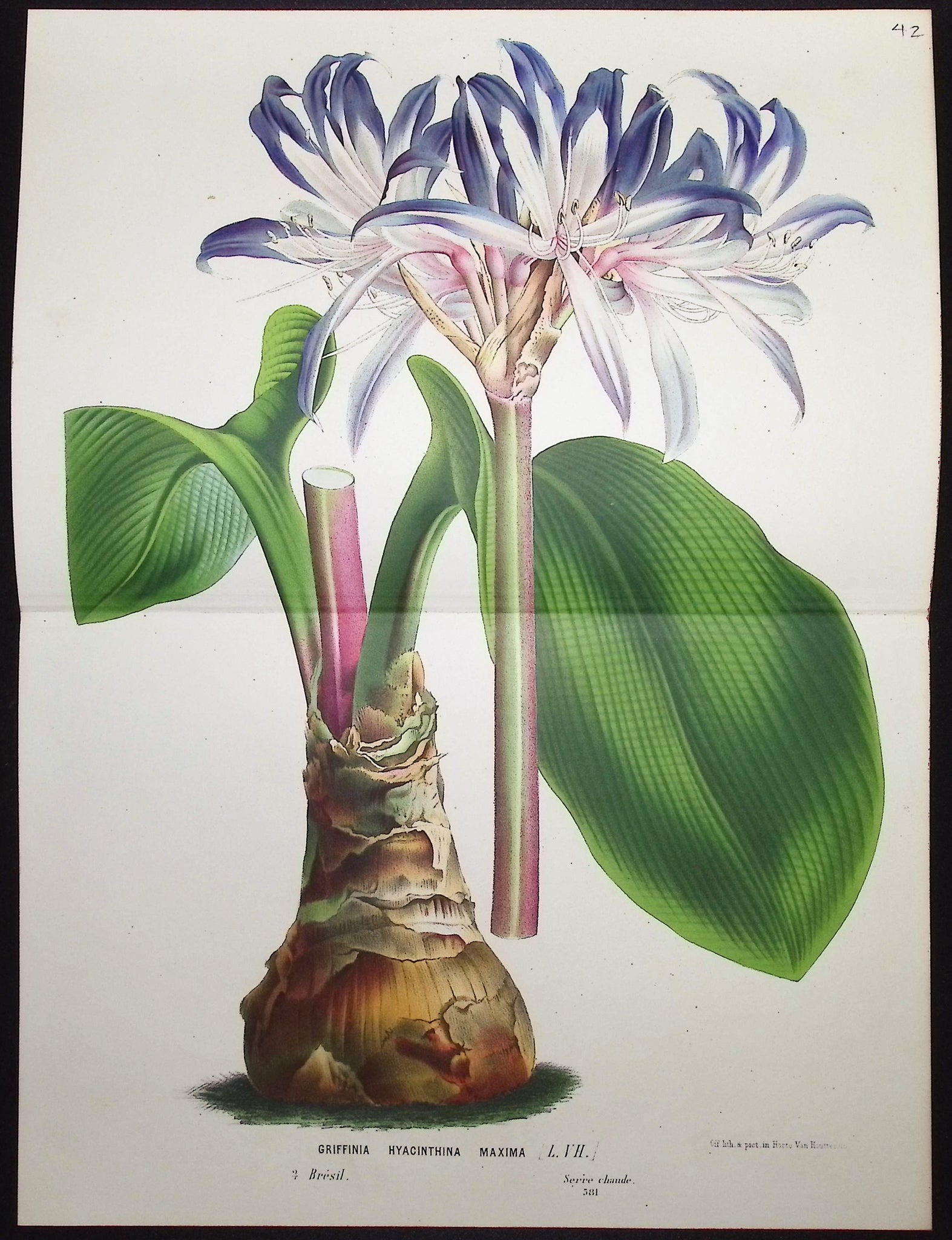 Lily