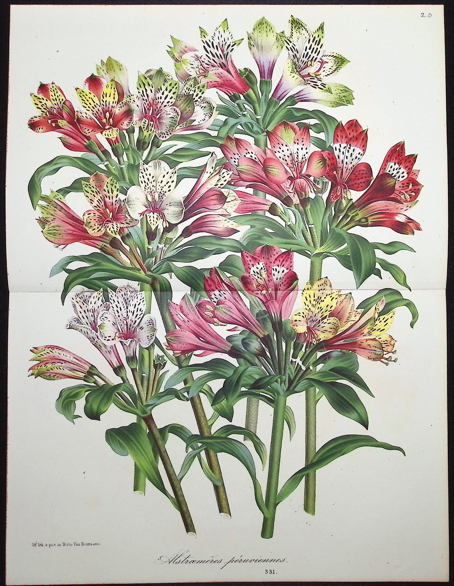 Lily