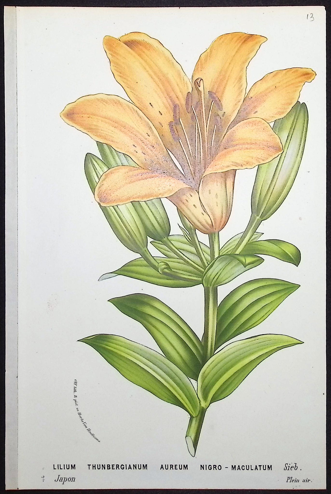 Lily