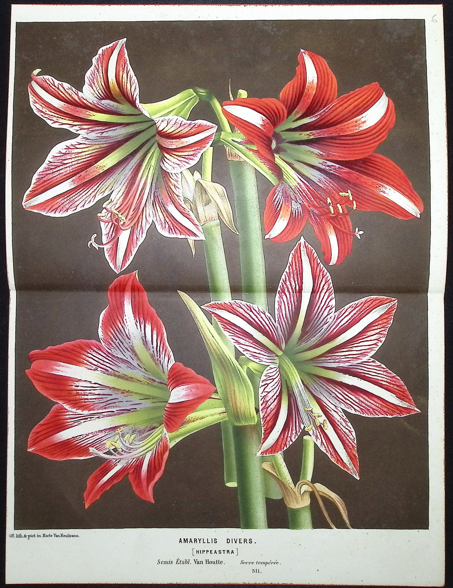 Lily