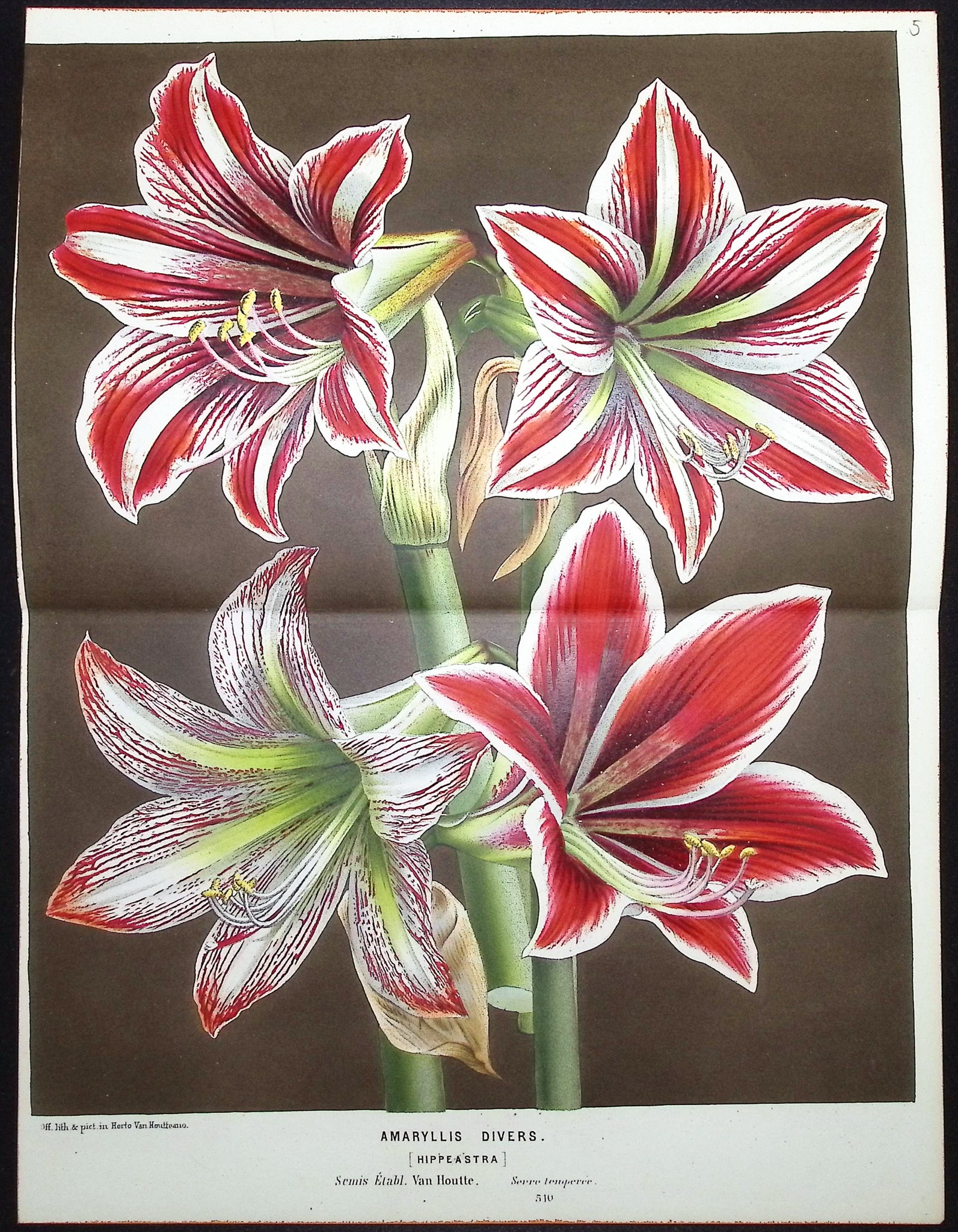 Lily