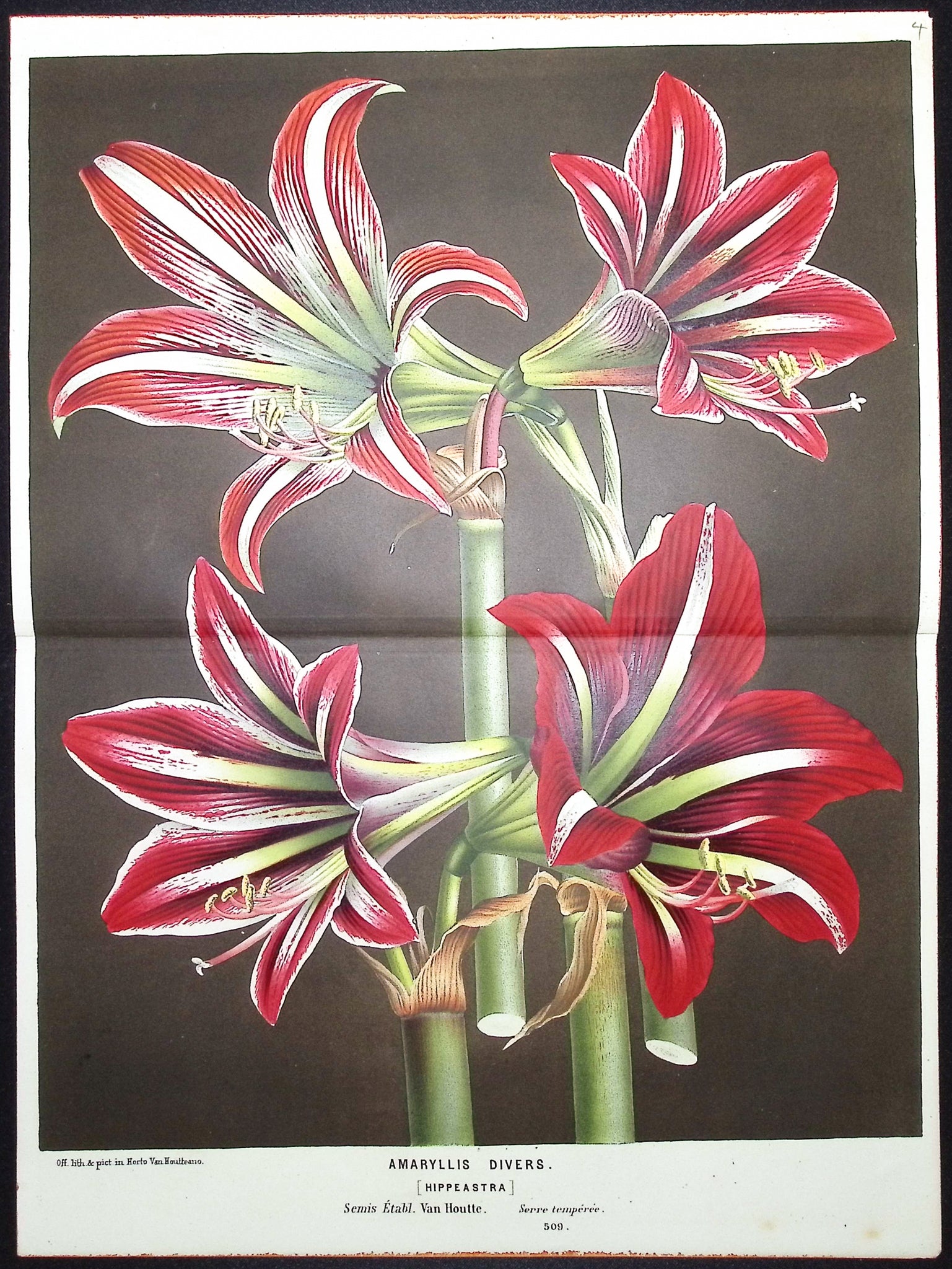 Lily