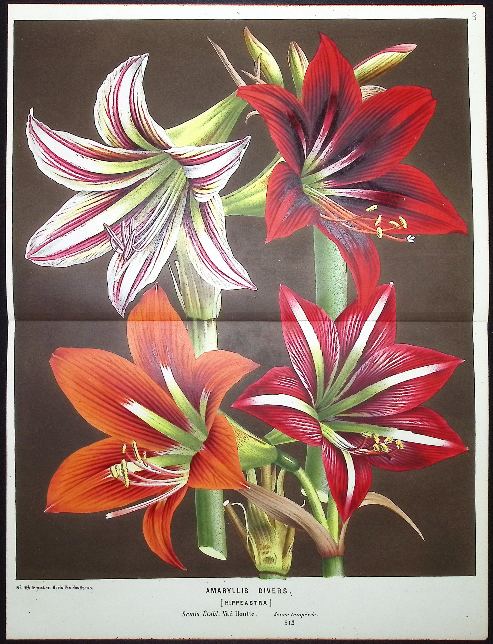 Lily